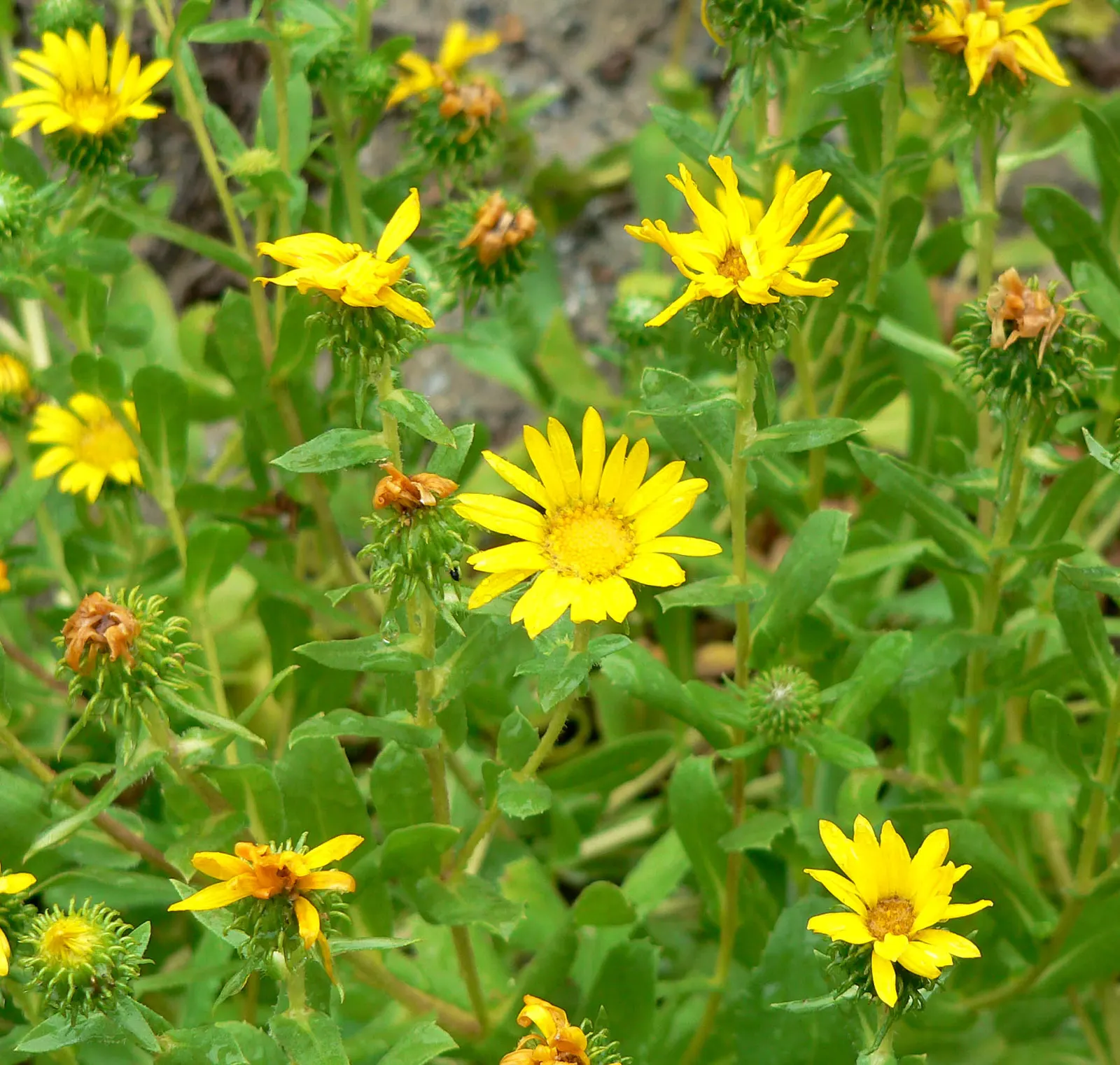 Coastal Gumweed (Grindelia stricta) — scientifically termed Grindelia stricta; but mature specimens show a remarkable drought resistance