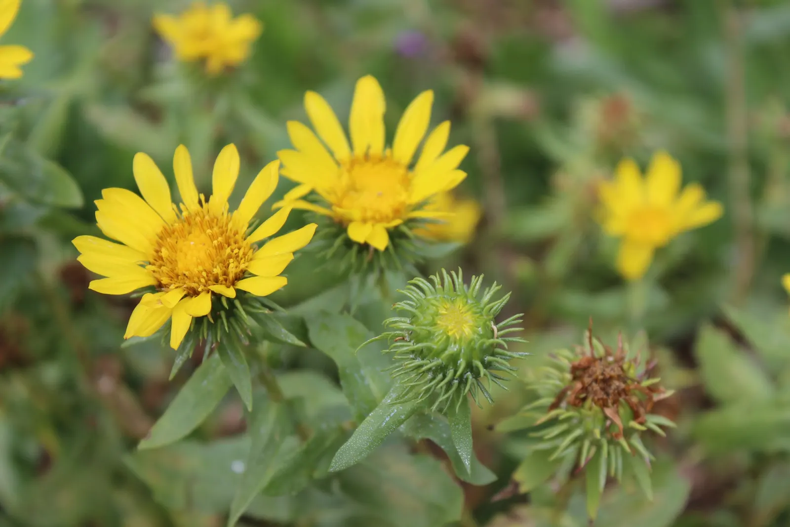 Coastal Gumweed (Grindelia stricta) — making them a sustainable choice for the environmentally-conscious gardener