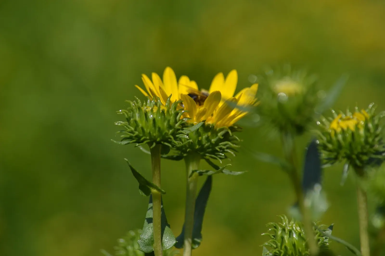 Coastal Gumweed (Grindelia stricta) — Coastal Gumweed (Grindelia stricta) is a resilient perennial herb that thrives in full sun and sandy soils