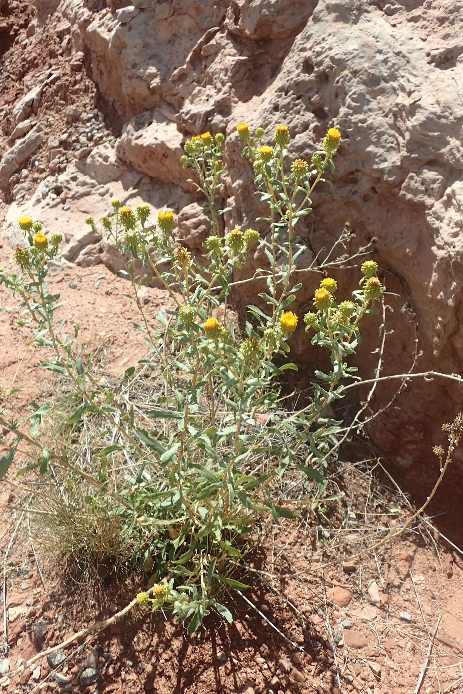 Coastal Gumweed (Grindelia stricta) — proving to be quite hardy against salt spray and coastal conditions; particularly beneficial insects