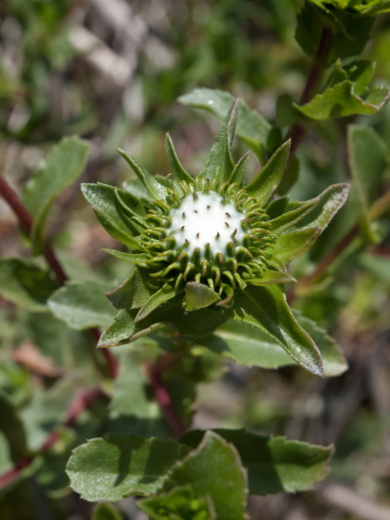 Coastal Gumweed (Grindelia stricta) — Coastal Gumweed requires minimal maintenance once established; each bloom spans roughly 2 to 3 inches across, with