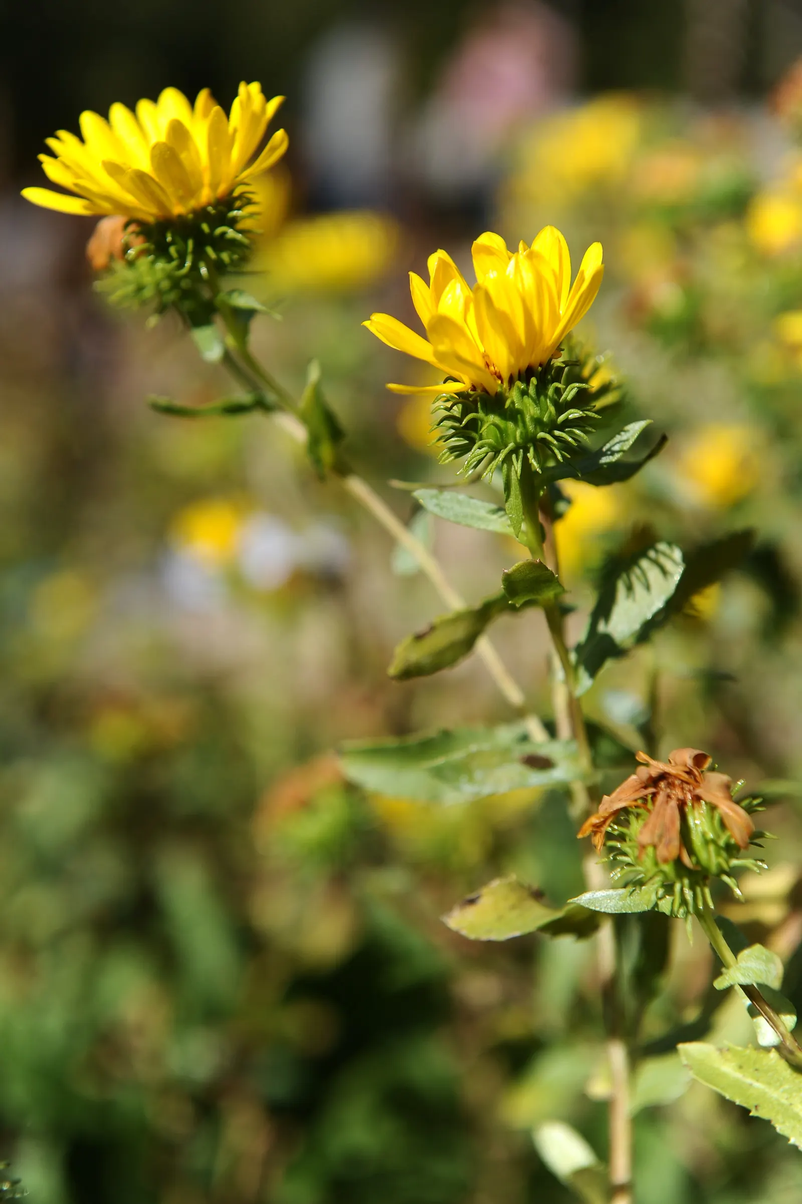 Coastal Gumweed (Grindelia stricta) — Each bloom spans roughly 2 to 3 inches across, with numerous ray florets encircling a central disc