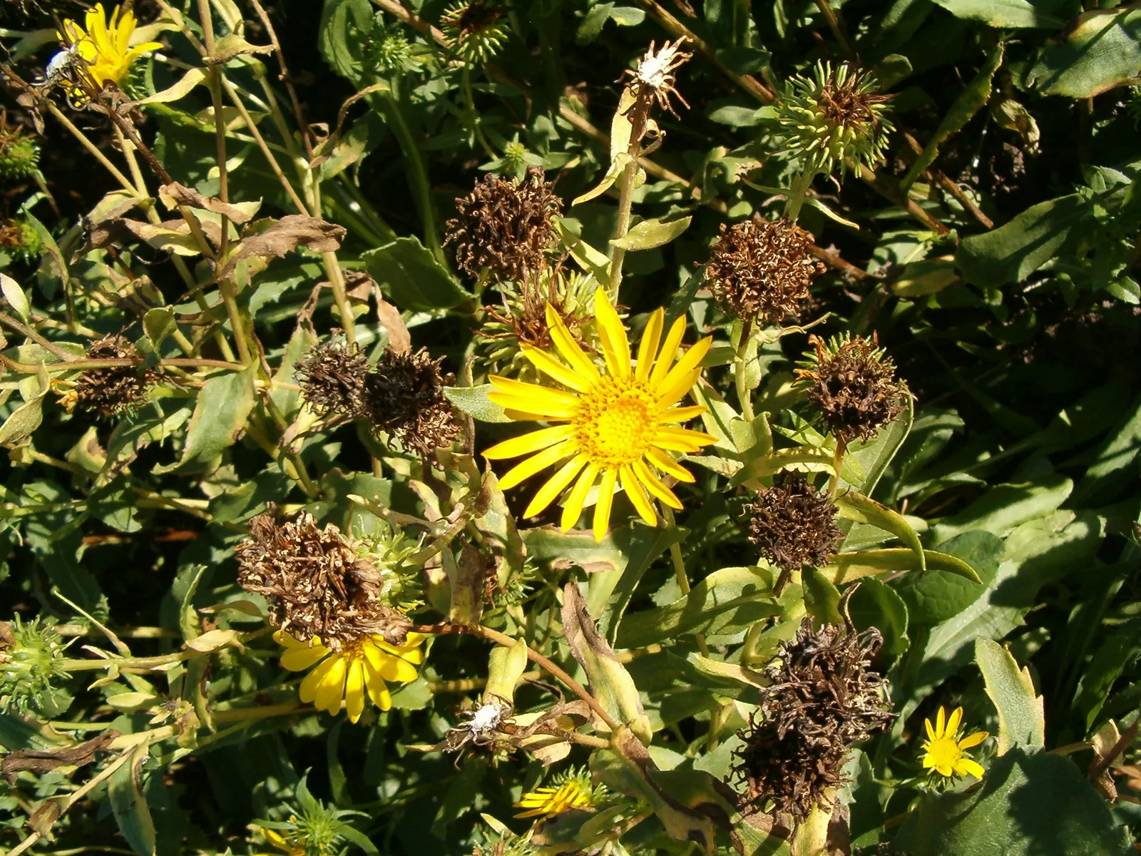 Coastal Gumweed (Grindelia stricta) — Regular watering can help young plants establish; the Coastal Gumweed is easily recognized by its sticky