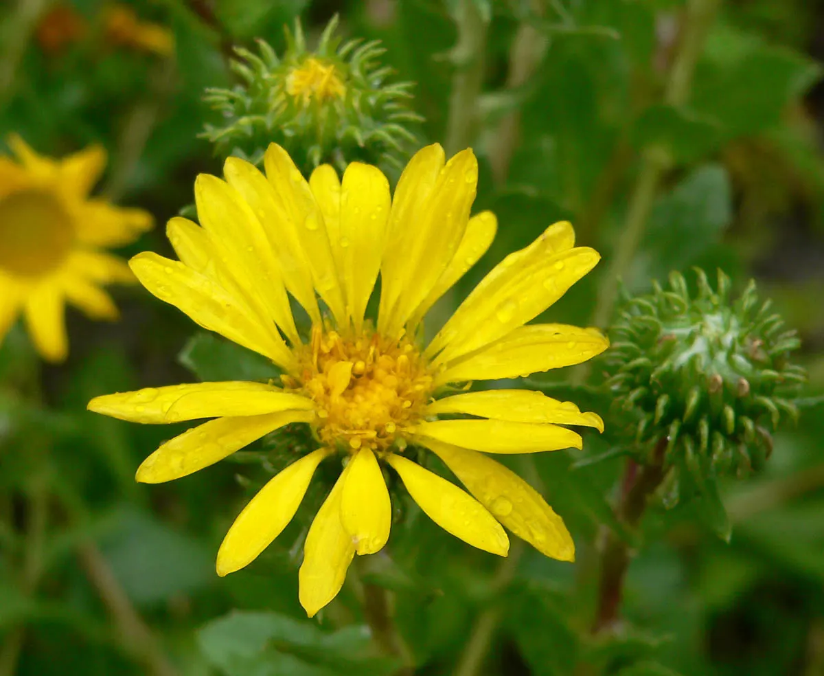 Coastal Gumweed (Grindelia stricta) — Growing 1-3 feet tall, it boasts bright yellow, daisy-like flowers from late spring to early fall; lanceolate, image 52