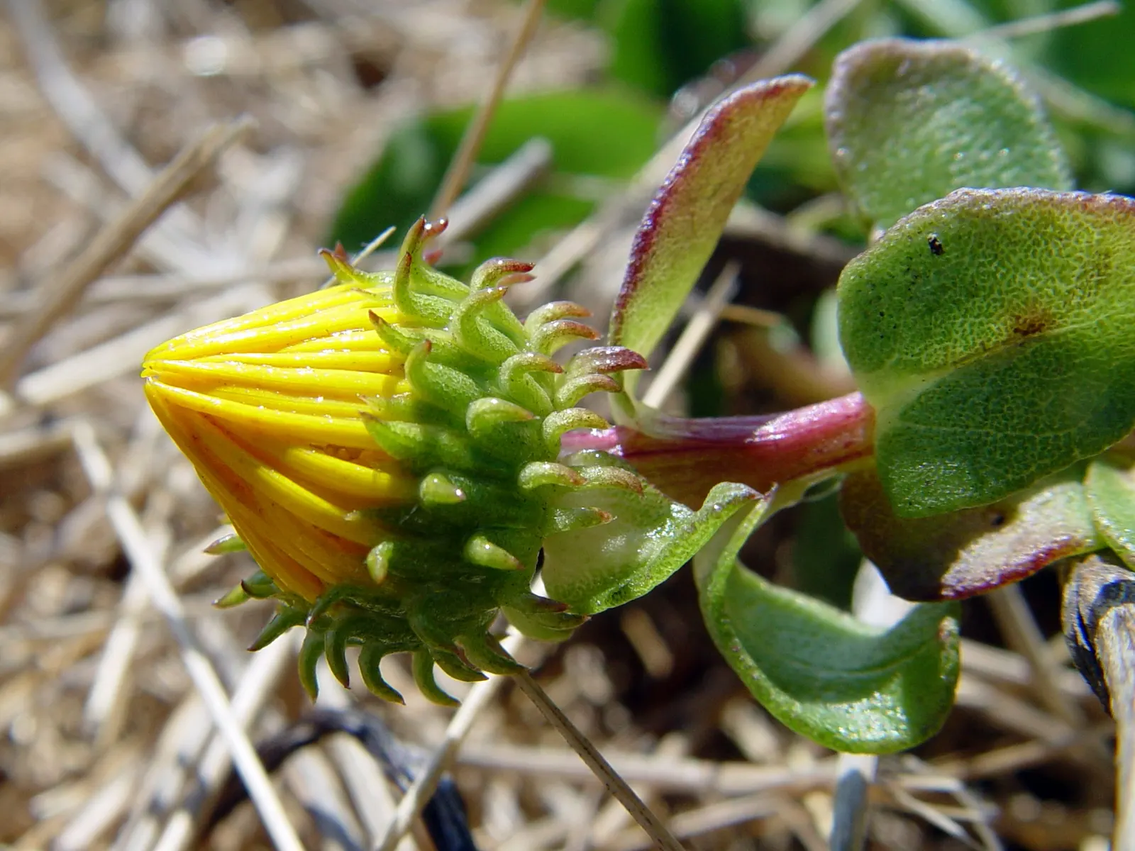 Coastal Gumweed (Grindelia stricta) — the Coastal Gumweed is easily recognized by its sticky; perfect for xeriscaping and naturalistic seaside gardens