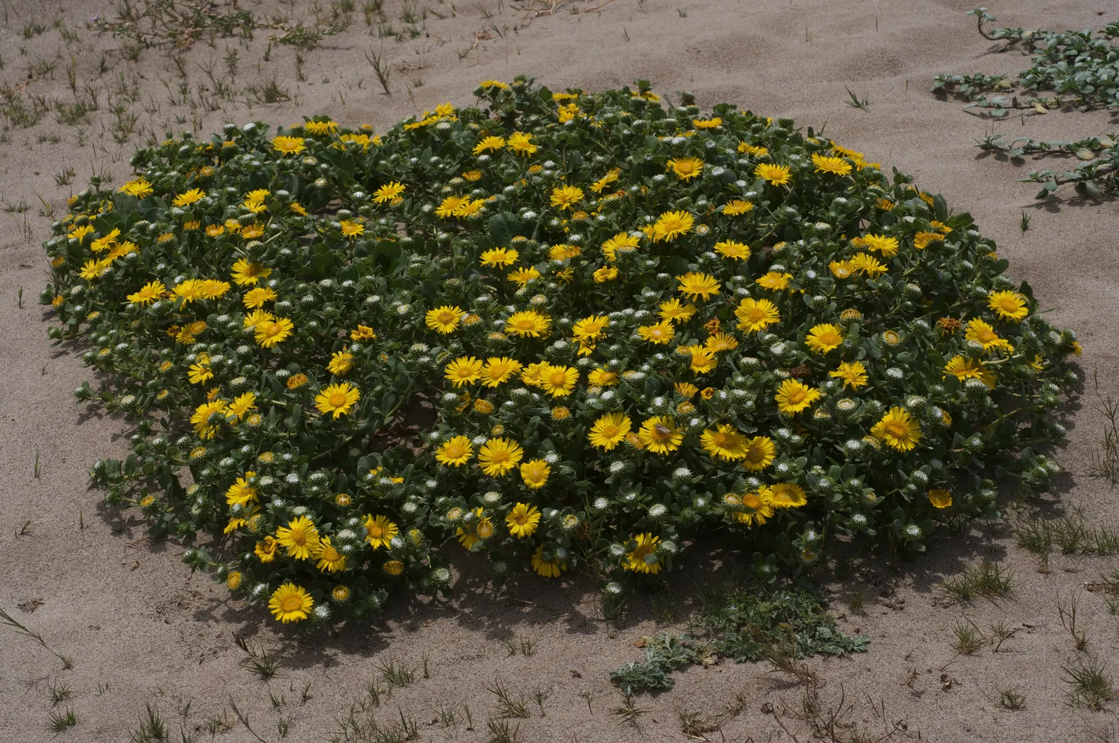 Coastal Gumweed (Grindelia stricta) — particularly beneficial insects