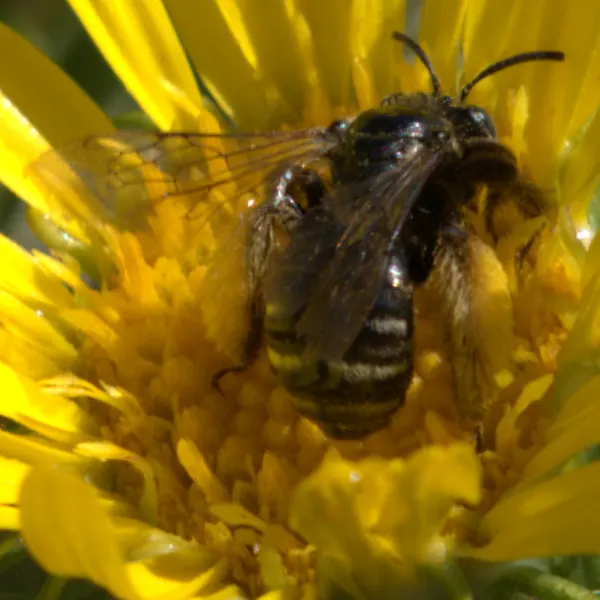 Coastal Gumweed (Grindelia stricta) — particularly beneficial insects; scientifically termed Grindelia stricta, image 55