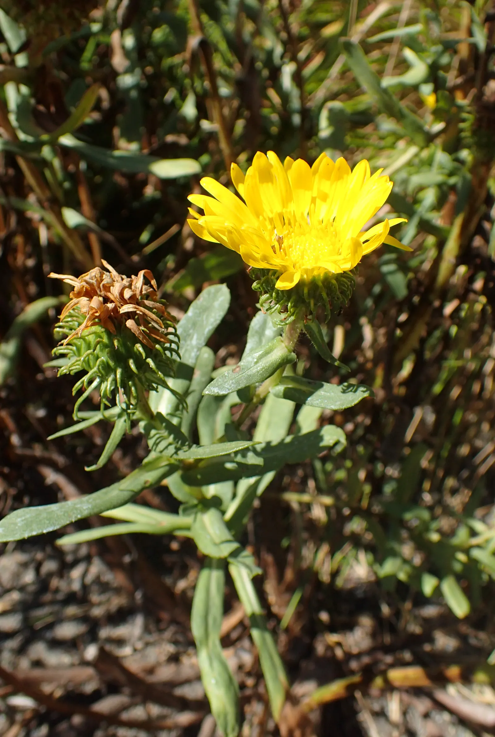 Coastal Gumweed (Grindelia stricta) — Each bloom spans roughly 2 to 3 inches across, with numerous ray florets encircling a central disc; particularly thriving