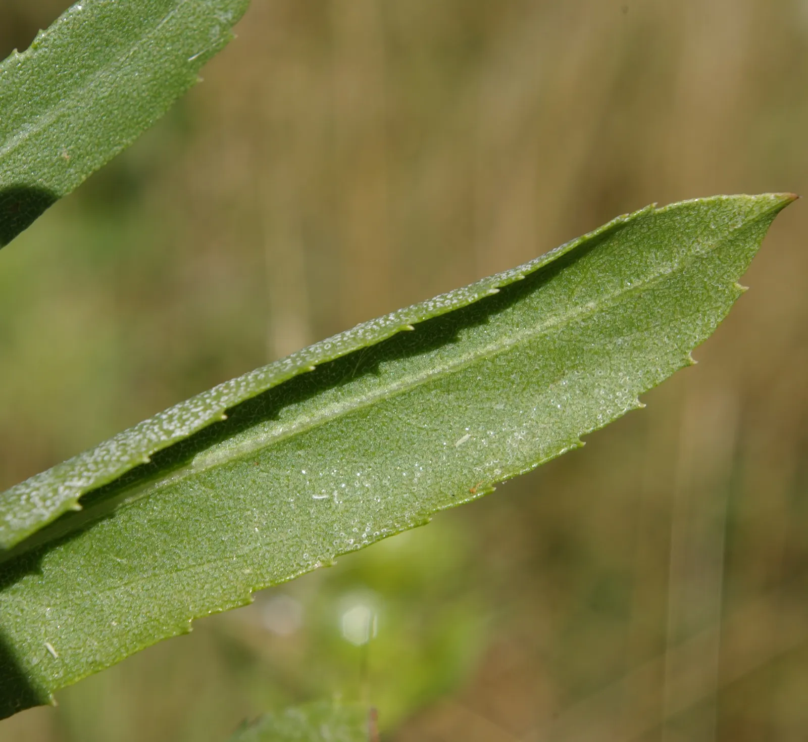 Coastal Gumweed (Grindelia stricta) — Coastal Gumweed (Grindelia stricta) is a resilient perennial herb that thrives in full sun and sandy soils, image 51
