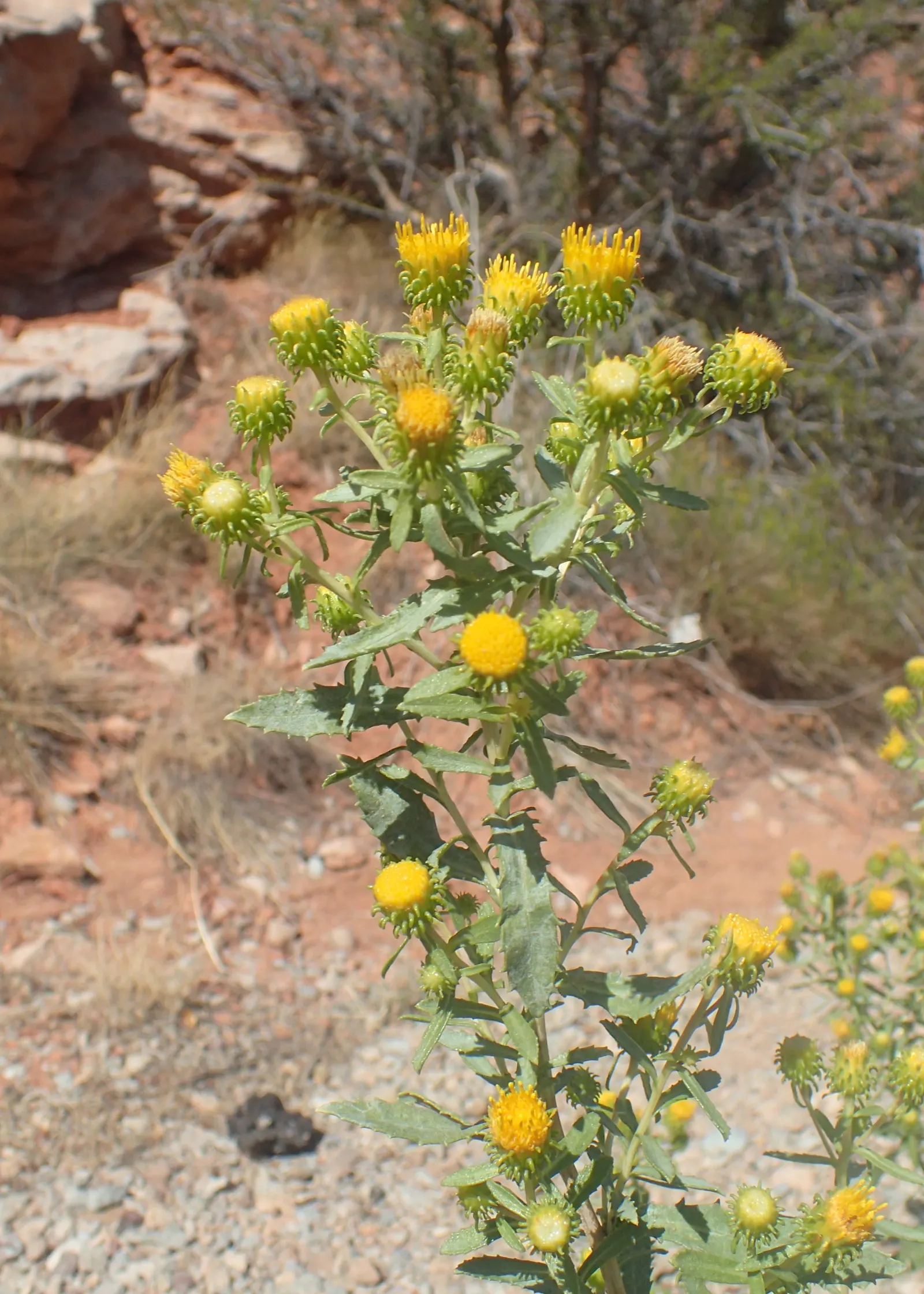 Coastal Gumweed (Grindelia stricta) — proving to be quite hardy against salt spray and coastal conditions