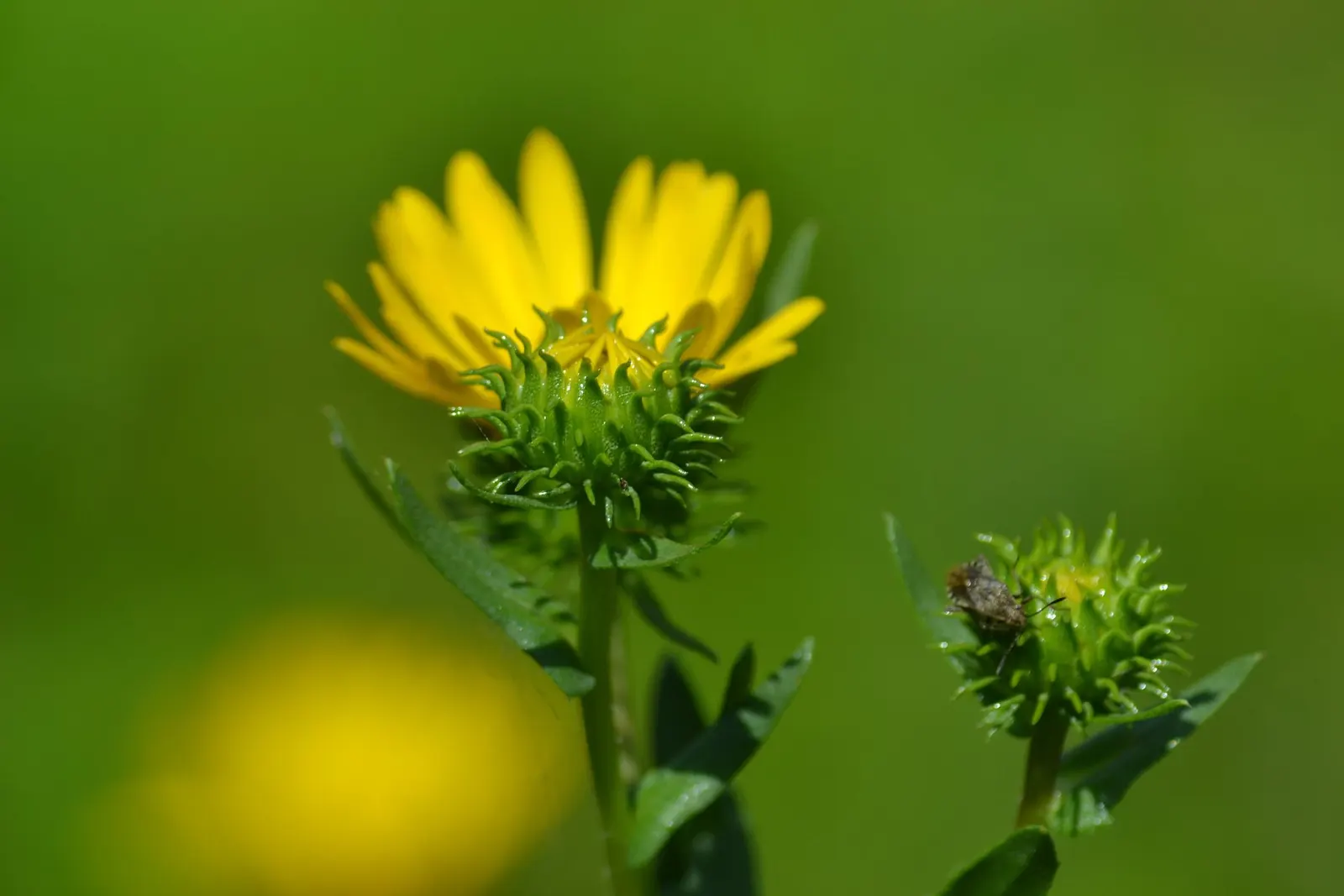 Coastal Gumweed (Grindelia stricta) — is a perennial flowering plant native to the coastal regions of North America