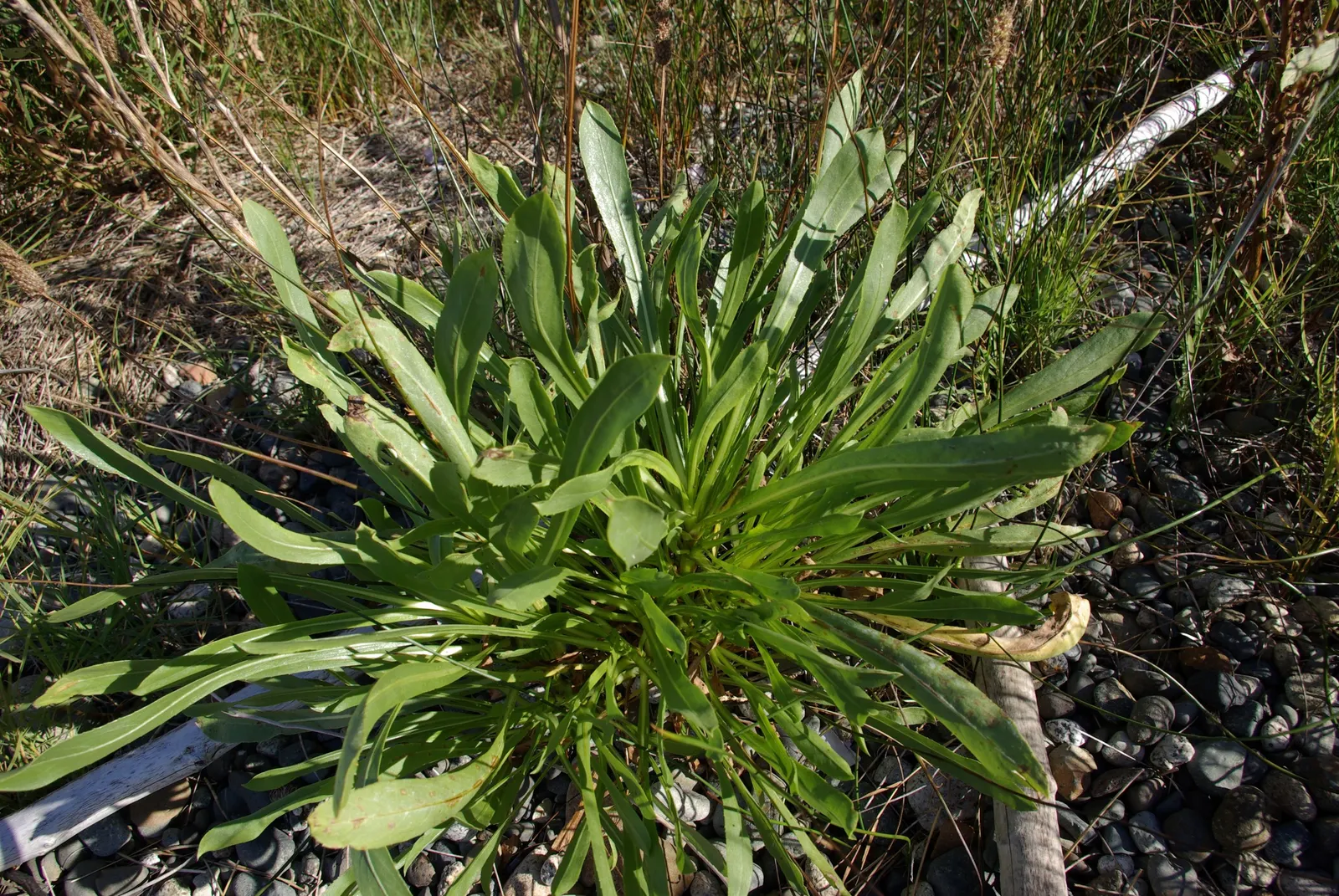 Coastal Gumweed (Grindelia stricta) — a member of the Asteraceae family; coastal Gumweed requires minimal maintenance once established