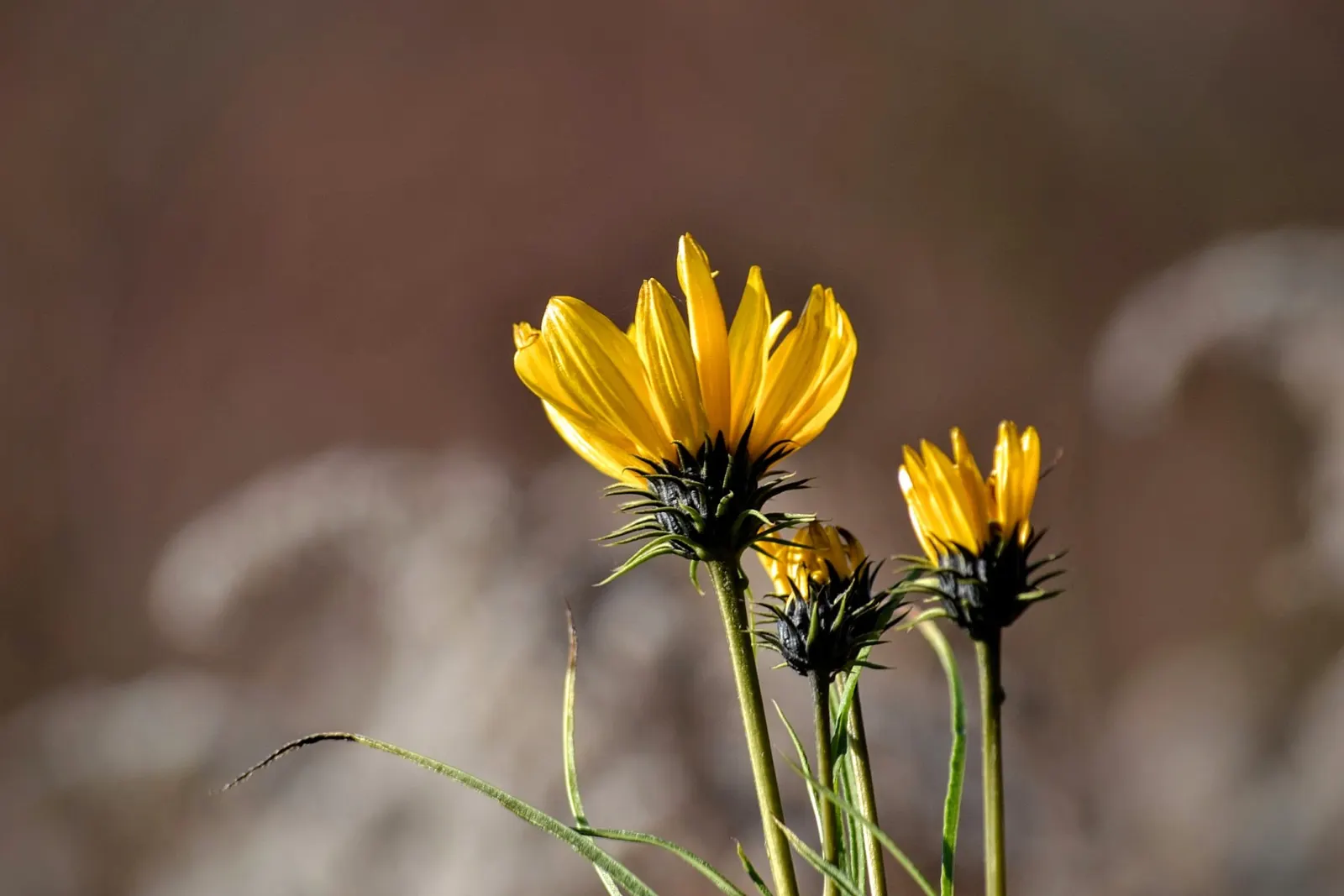 Coastal Gumweed (Grindelia stricta) — making them a sustainable choice for the environmentally-conscious gardener; coastal Gumweed (Grindelia stricta) is a