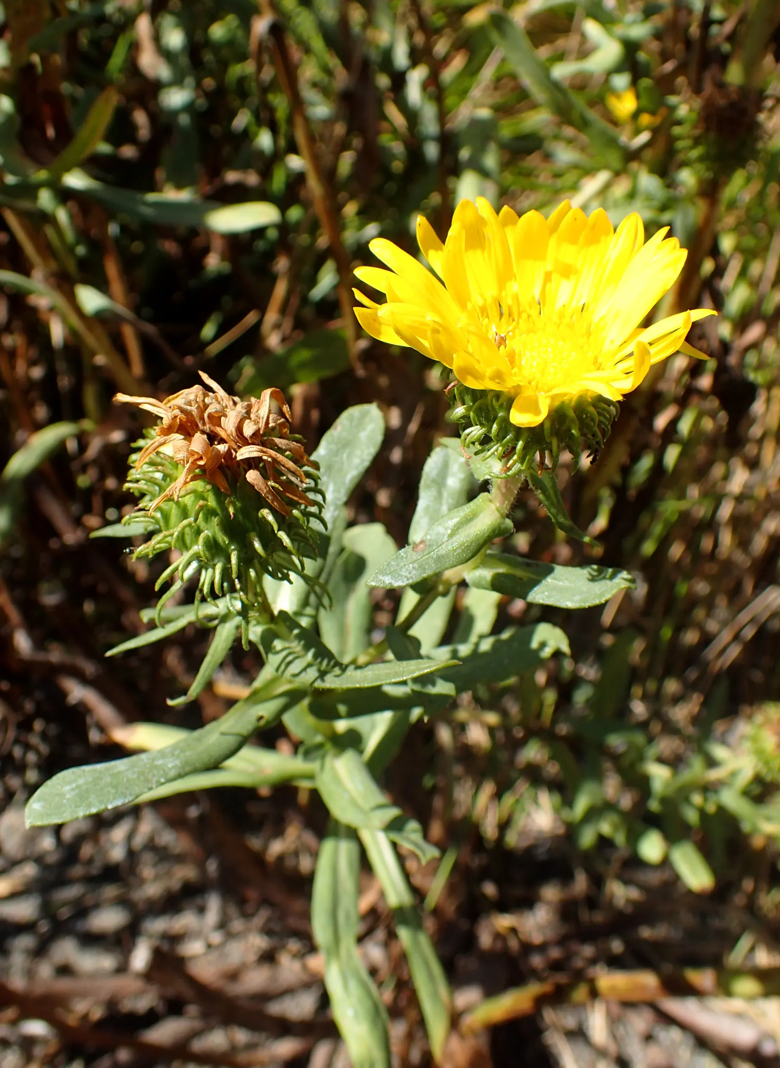 Coastal Gumweed (Grindelia stricta) — lanceolate leaves which can reach lengths of 2 to 4 inches
