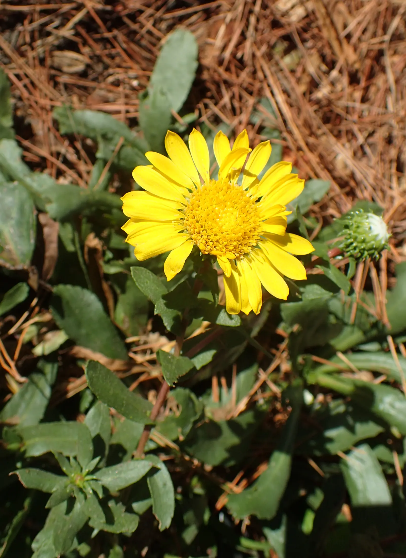 Coastal Gumweed (Grindelia stricta) — Grindelia stricta bursts forth in a show of bright yellow; growing 1-3 feet tall, it boasts bright yellow, daisy-like