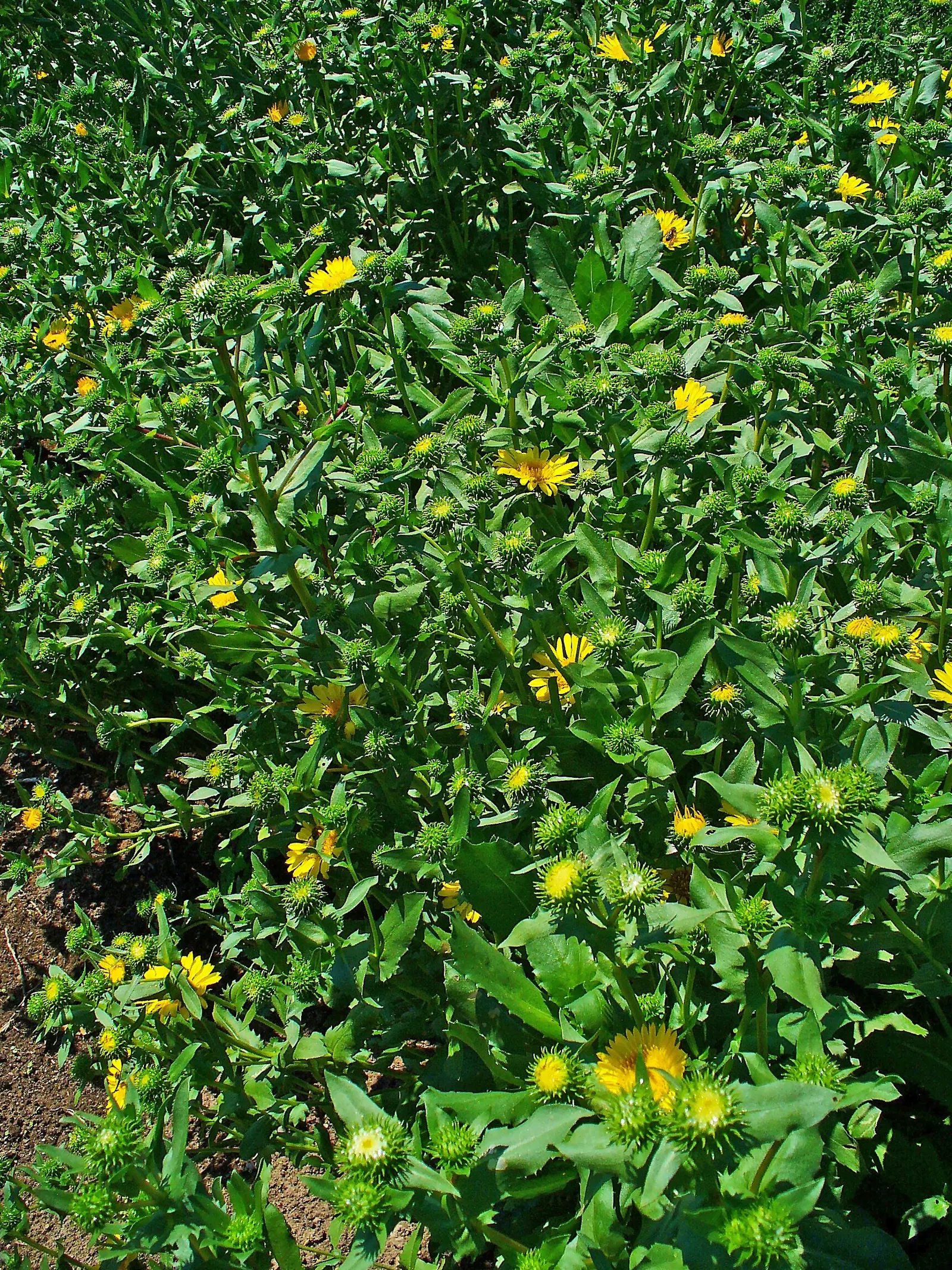 Coastal Gumweed (Grindelia stricta) — but mature specimens show a remarkable drought resistance; proving to be quite hardy against salt spray and coastal