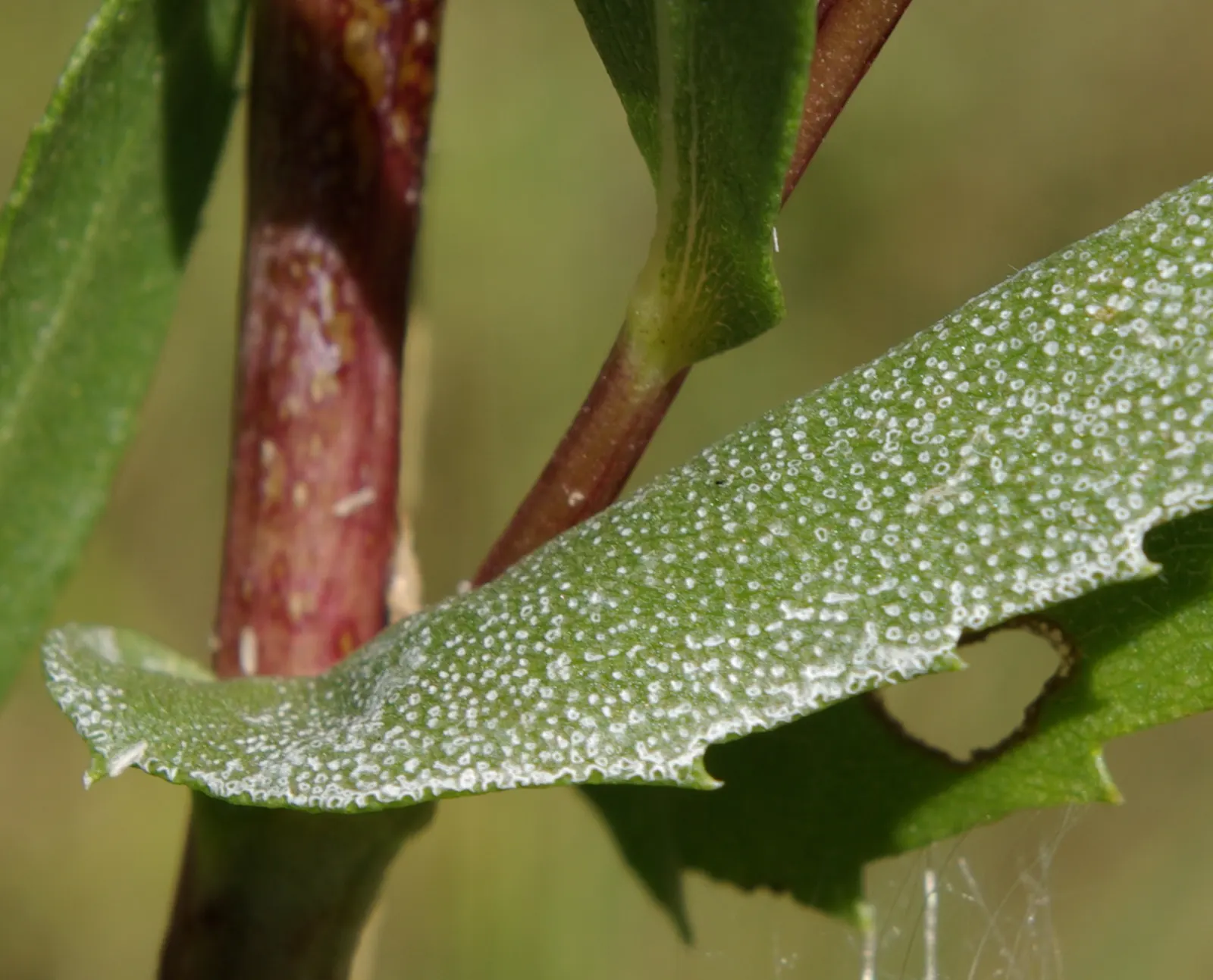 Coastal Gumweed (Grindelia stricta) — Its gummy, resin-coated buds are distinctive; it thrives in full sun and is tolerant of sandy, image 53