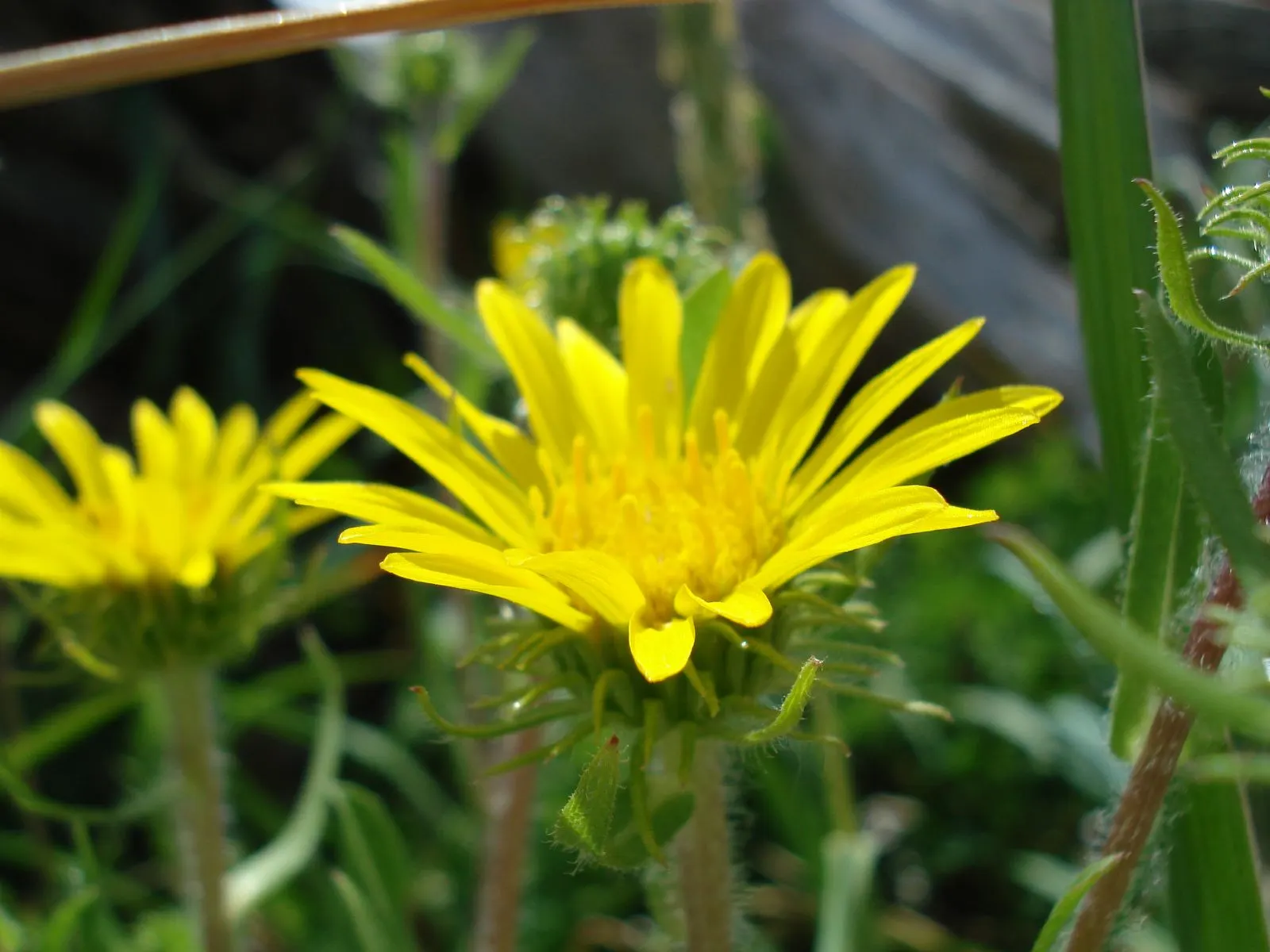 Coastal Gumweed (Grindelia stricta) — Its gummy, resin-coated buds are distinctive