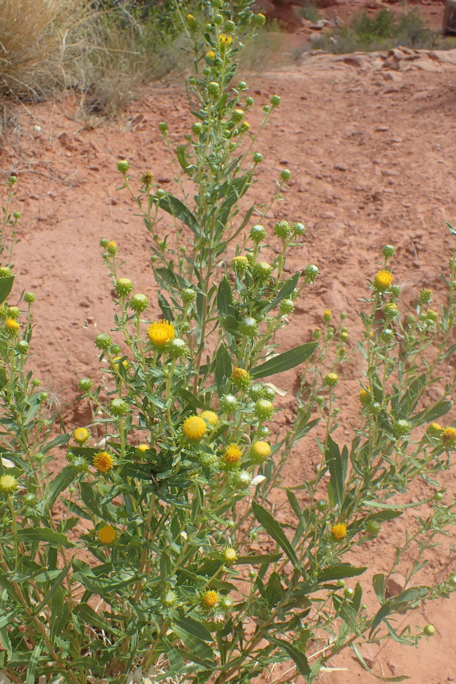 Coastal Gumweed (Grindelia stricta) — Perfect for xeriscaping and naturalistic seaside gardens; contributing to the plant's rugged