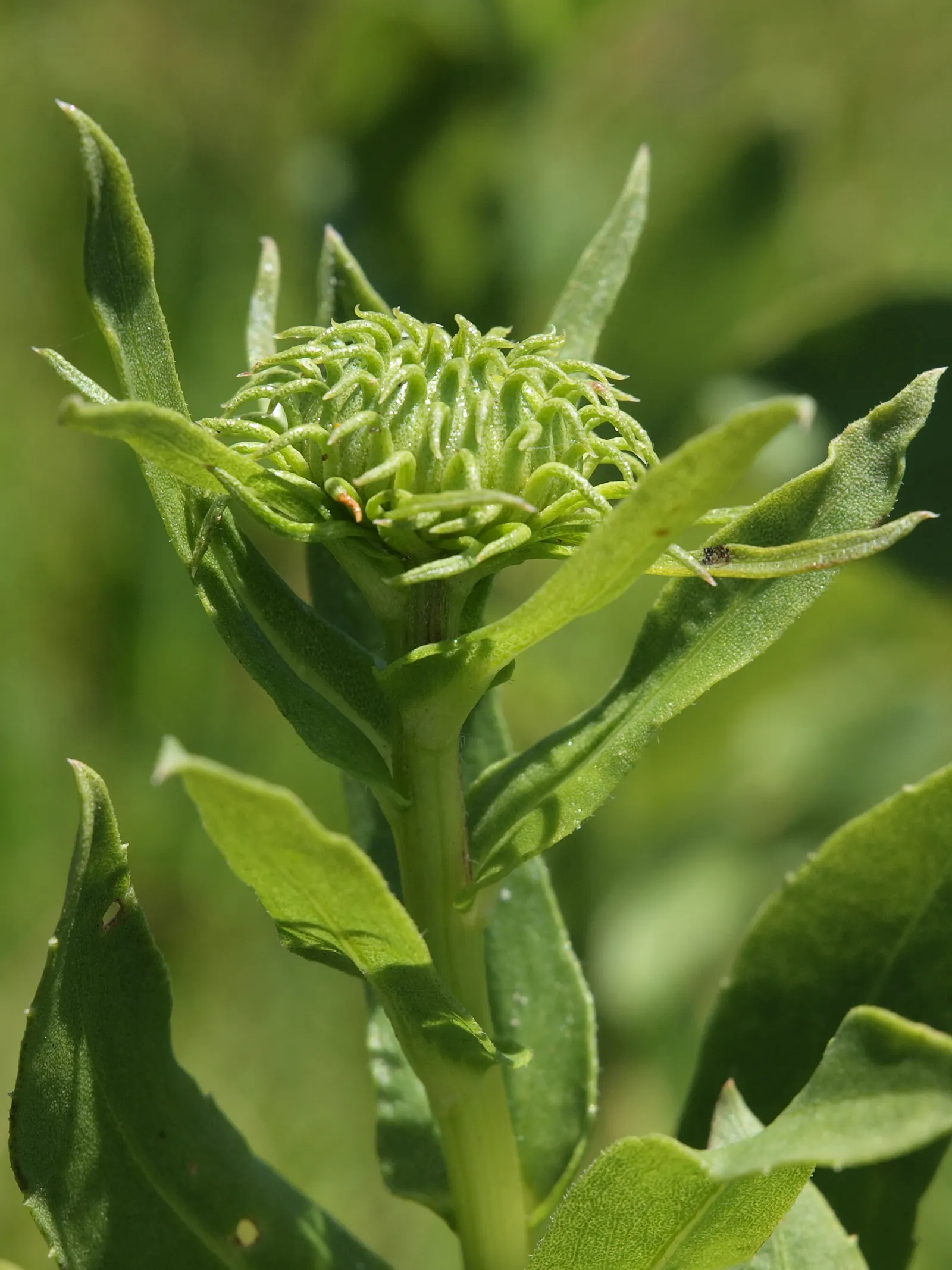 Coastal Gumweed (Grindelia stricta) — is a perennial flowering plant native to the coastal regions of North America; its gummy, resin-coated buds are