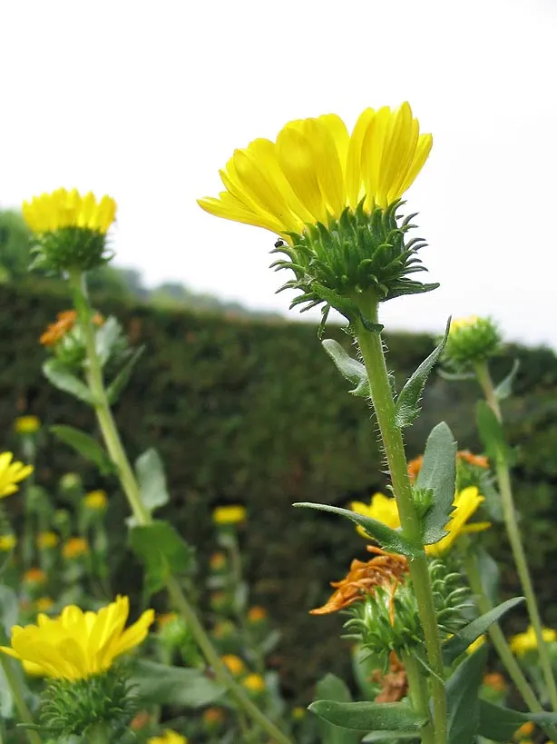 Coastal Gumweed (Grindelia stricta) — It thrives in full sun and is tolerant of sandy; yellow flowers in the garden