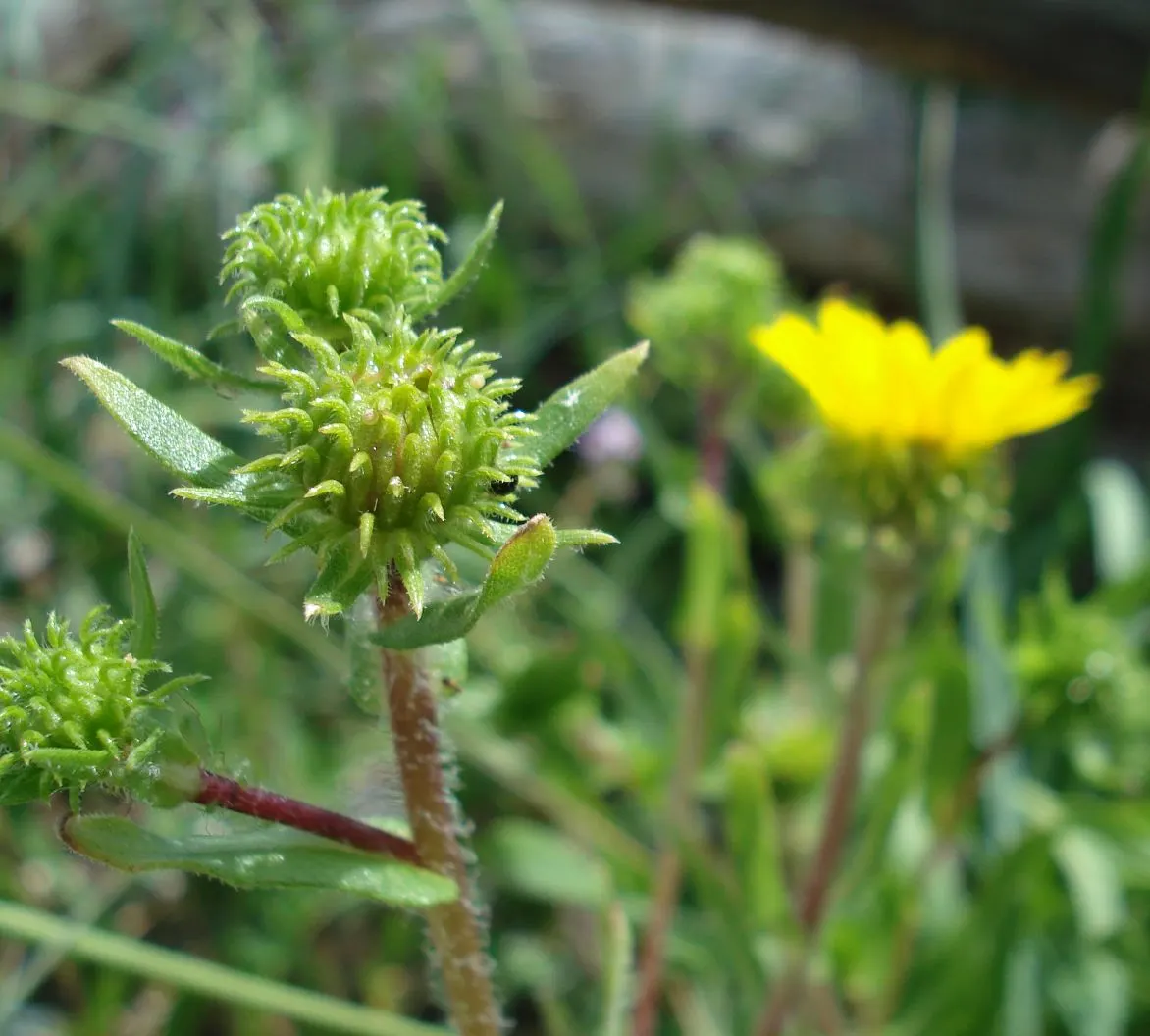 Coastal Gumweed (Grindelia stricta) — contributing to the plant's rugged aesthetics.<br><br>Throughout the late summer and into early fall; regular watering