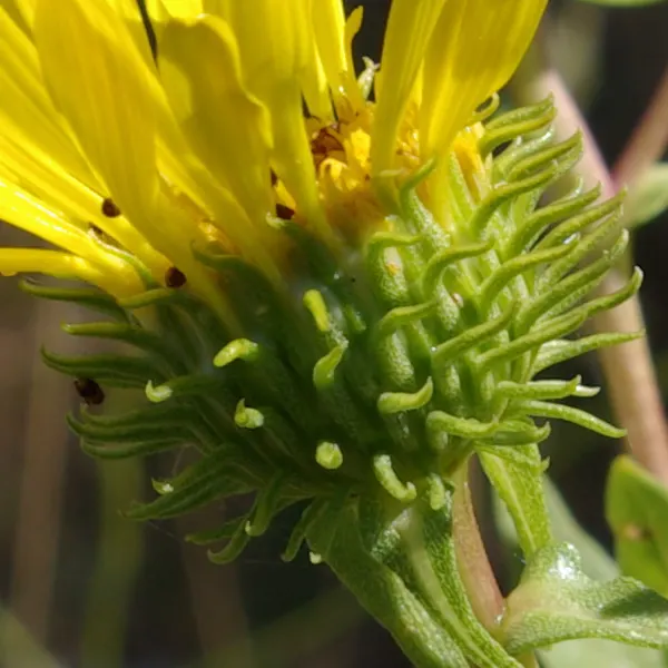 Coastal Gumweed (Grindelia stricta) — contributing to the plant's rugged aesthetics.<br><br>Throughout the late summer and into early fall