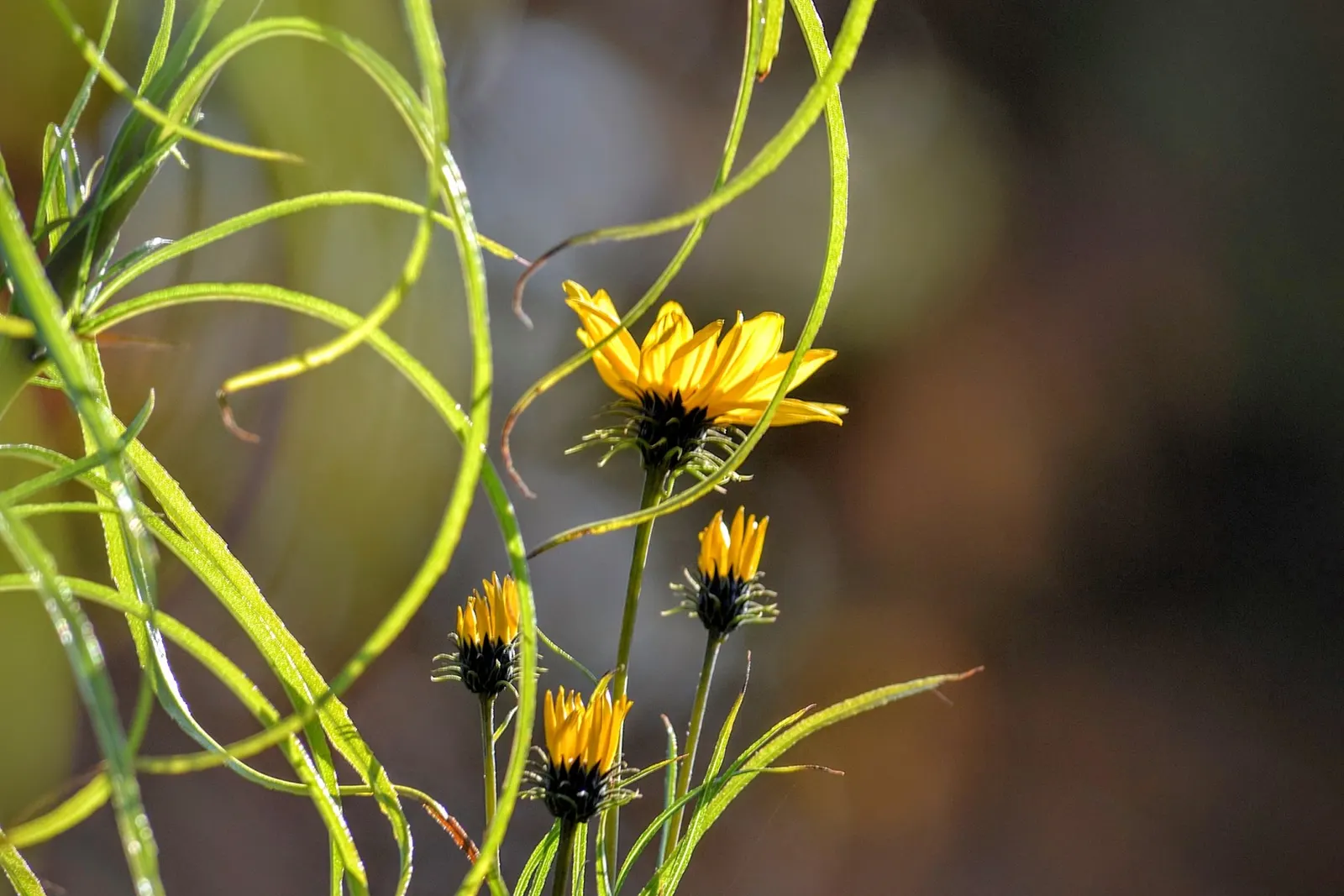Coastal Gumweed (Grindelia stricta) — perennial with yellow blooms; grindelia stricta bursts forth in a show of bright yellow