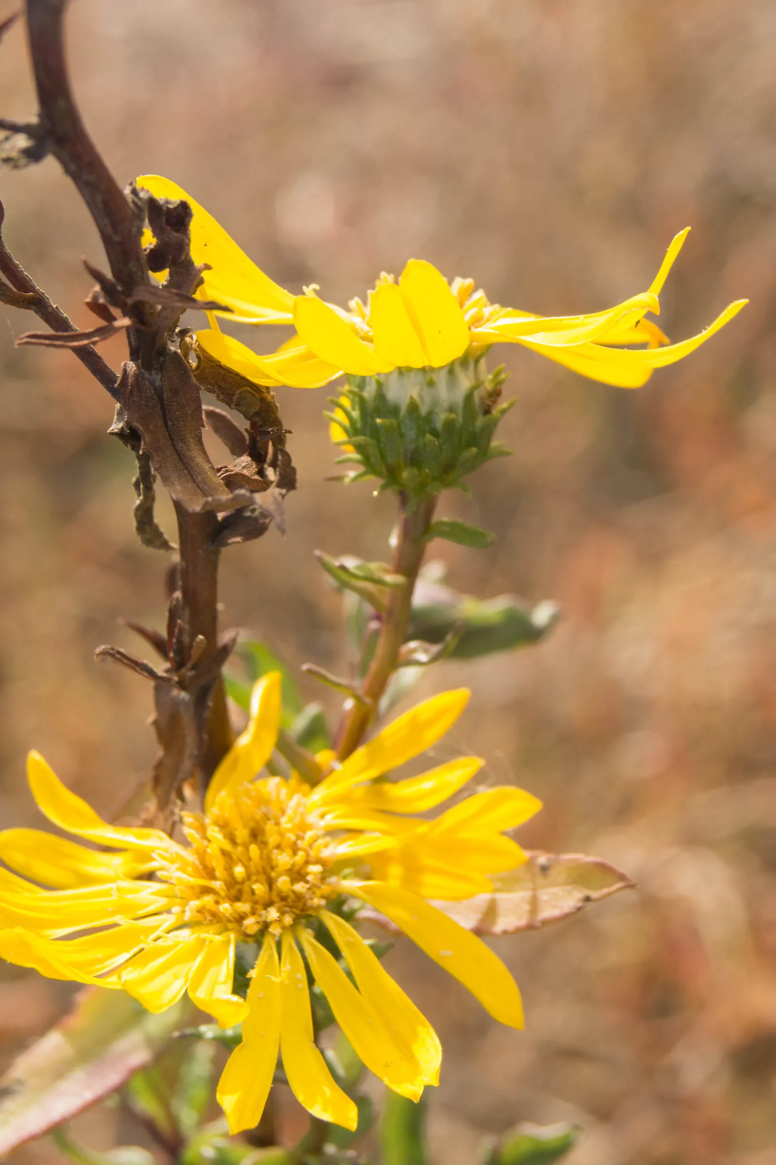 Coastal Gumweed (Grindelia stricta) — These leaves possess a deep green hue and may exhibit toothed edges, image 38