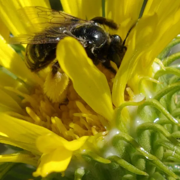 Coastal Gumweed (Grindelia stricta) — drought-tolerant plant adds vibrant color to coastal landscapes and is excellent for wildlife attraction, image 54