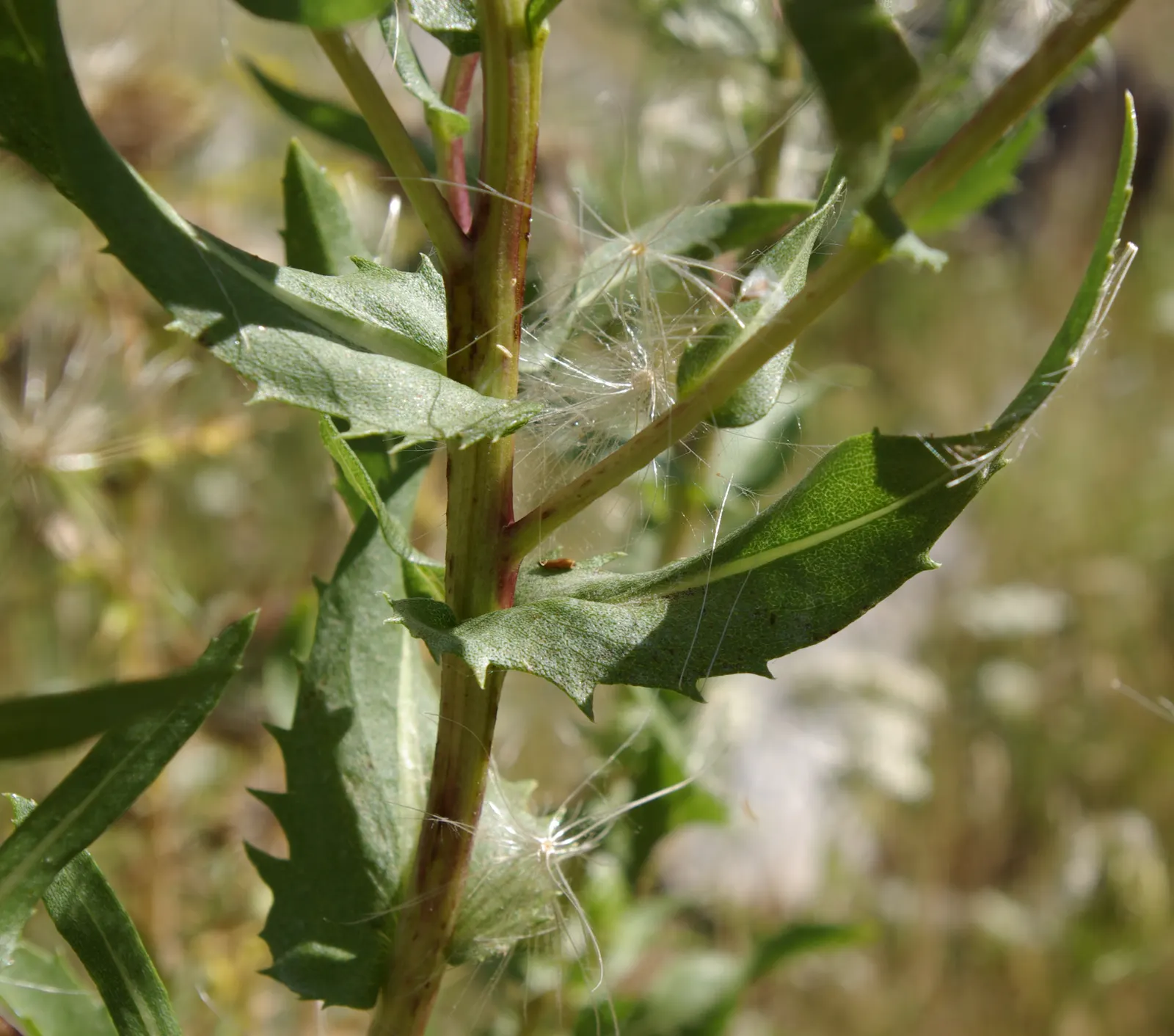 Coastal Gumweed (Grindelia stricta) — Perfect for xeriscaping and naturalistic seaside gardens