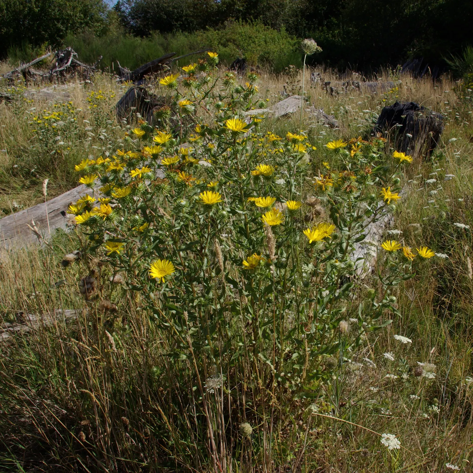 Coastal Gumweed (Grindelia stricta) — It thrives in full sun and is tolerant of sandy