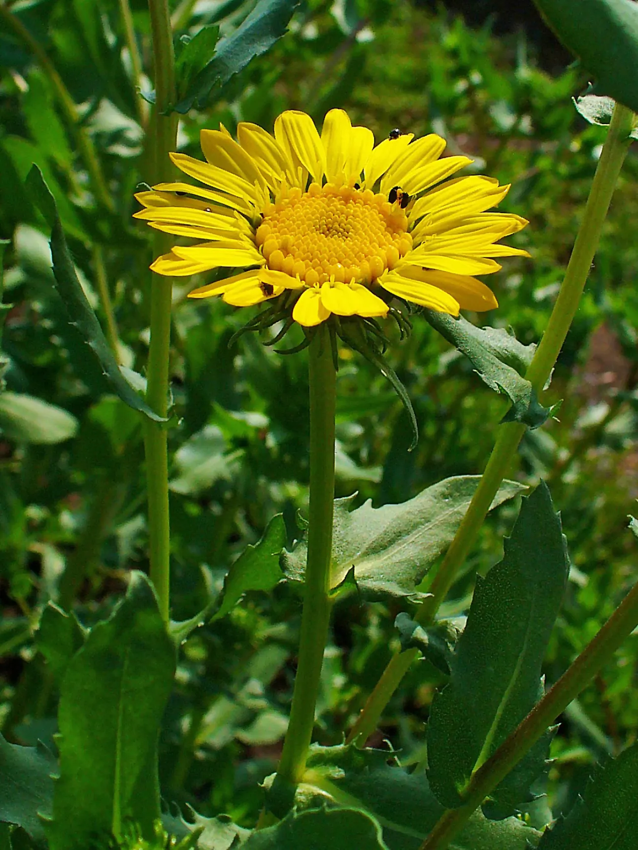Coastal Gumweed (Grindelia stricta) — a member of the Asteraceae family