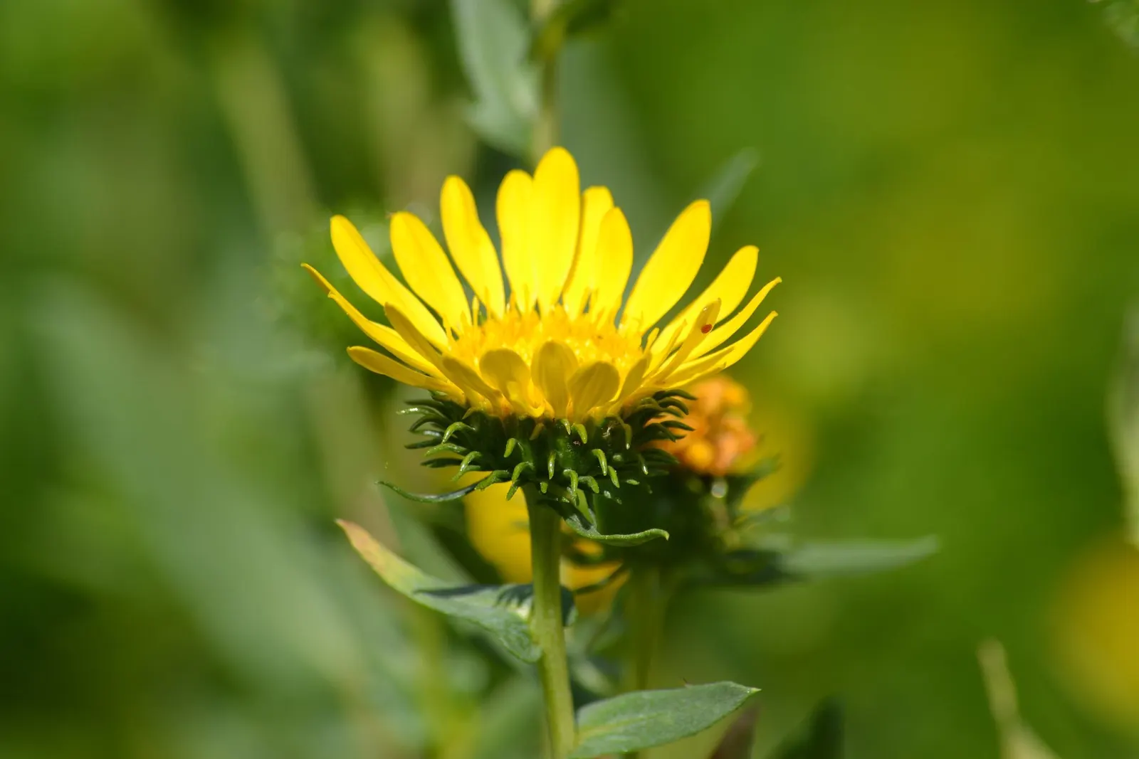 Coastal Gumweed (Grindelia stricta) — perennial for full or half; making them a sustainable choice for the environmentally-conscious gardener