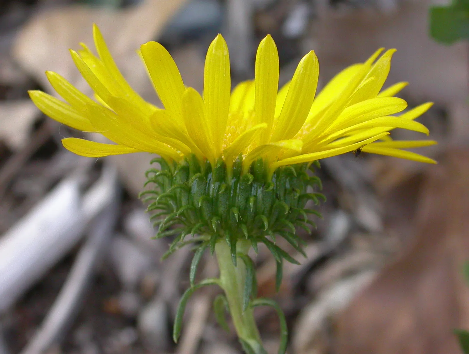 Coastal Gumweed (Grindelia stricta) — Its gummy, resin-coated buds are distinctive; it thrives in full sun and is tolerant of sandy