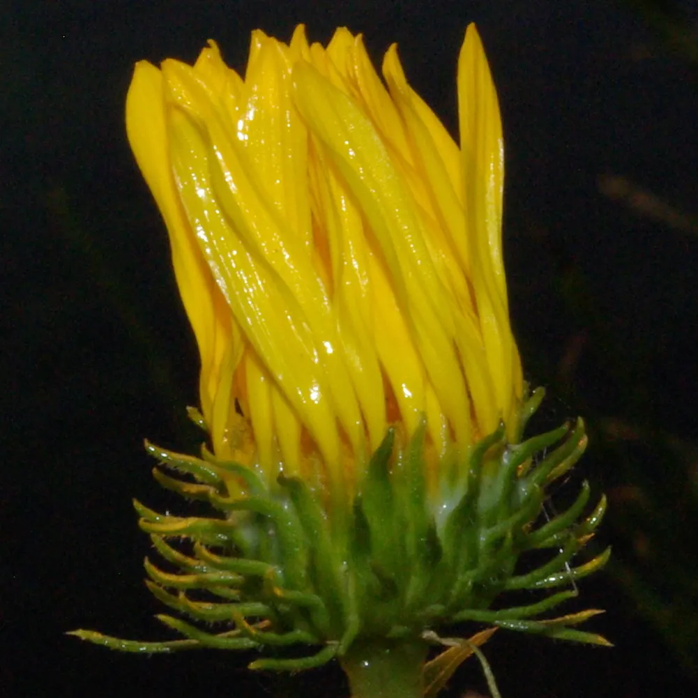 Coastal Gumweed (Grindelia stricta) — Growing 1-3 feet tall, it boasts bright yellow, daisy-like flowers from late spring to early fall