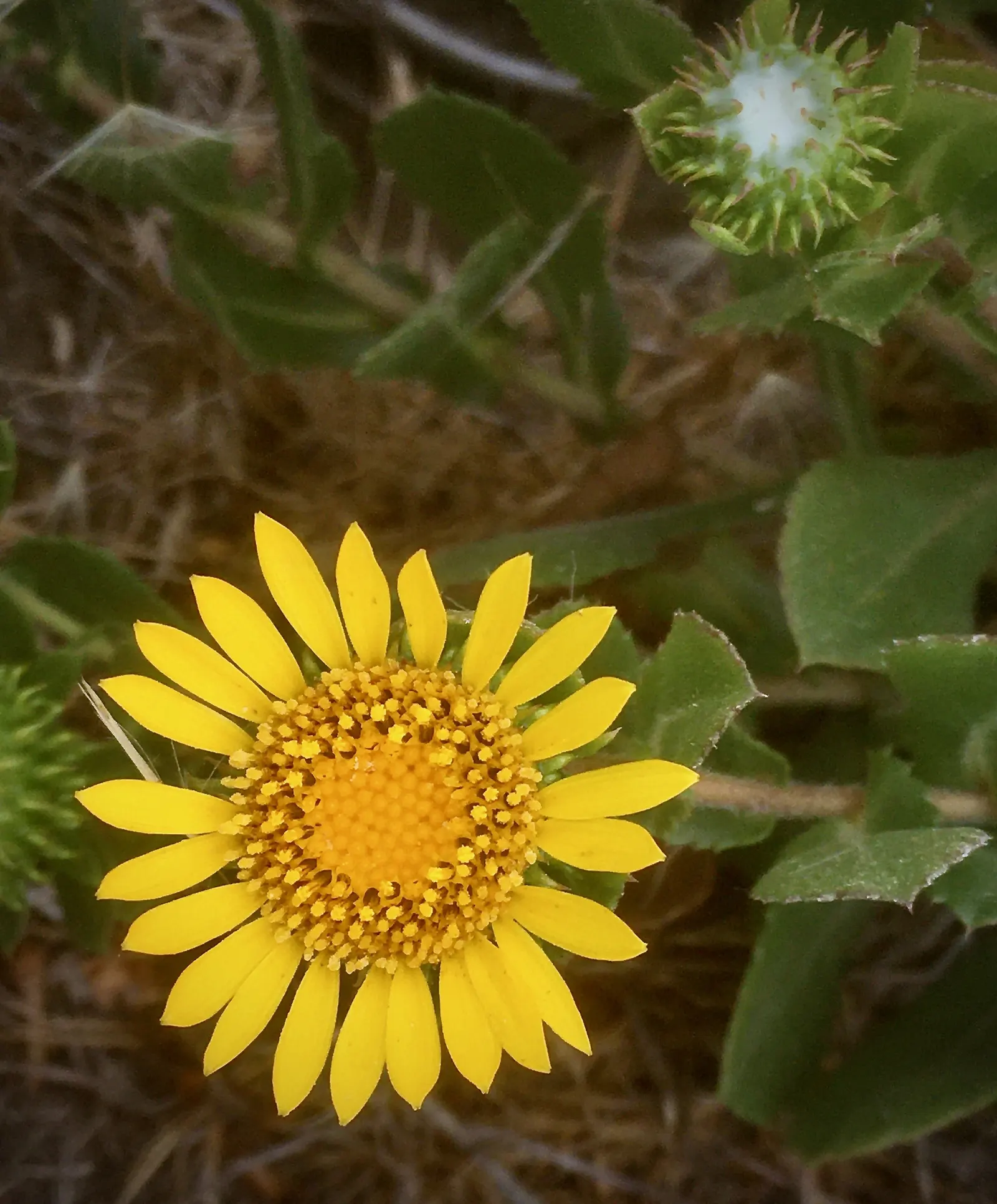 Coastal Gumweed (Grindelia stricta) — perennial for full or half