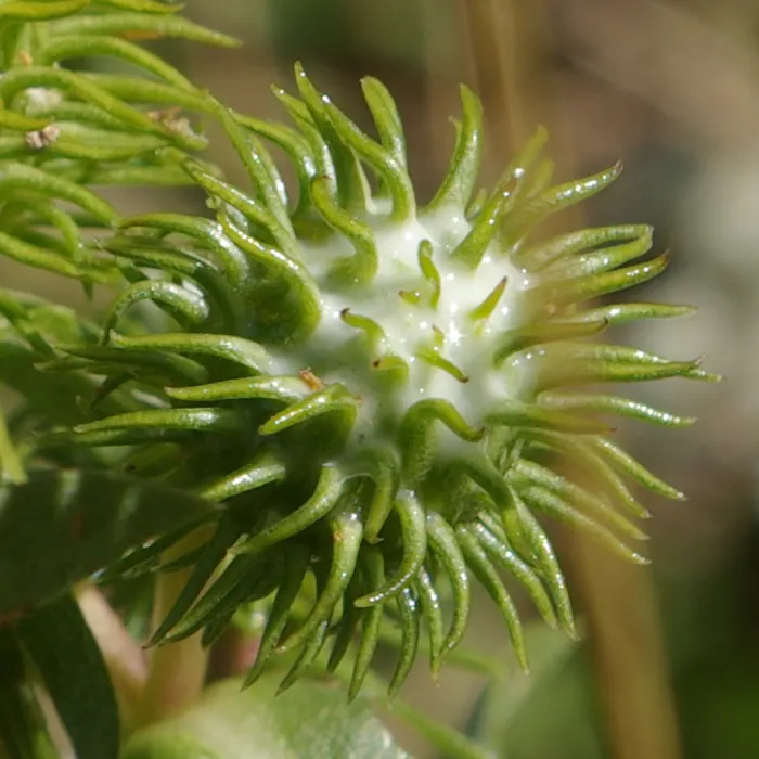Coastal Gumweed (Grindelia stricta) — the Coastal Gumweed is easily recognized by its sticky