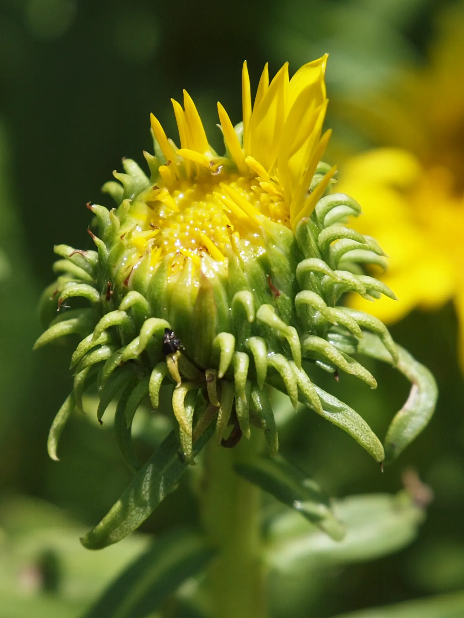 Coastal Gumweed (Grindelia stricta) — yellow flowers in the garden; is a perennial flowering plant native to the coastal regions of North America