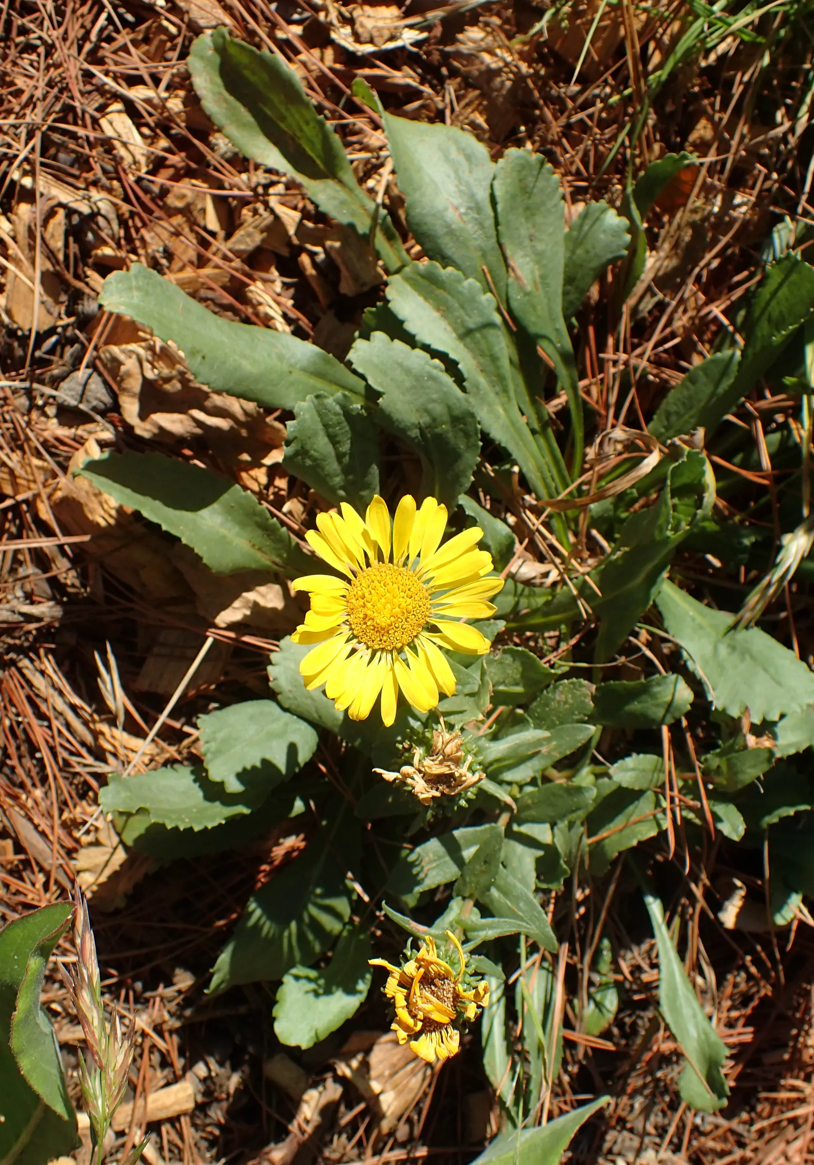 Coastal Gumweed (Grindelia stricta) — scientifically termed Grindelia stricta; but mature specimens show a remarkable drought resistance, image 57