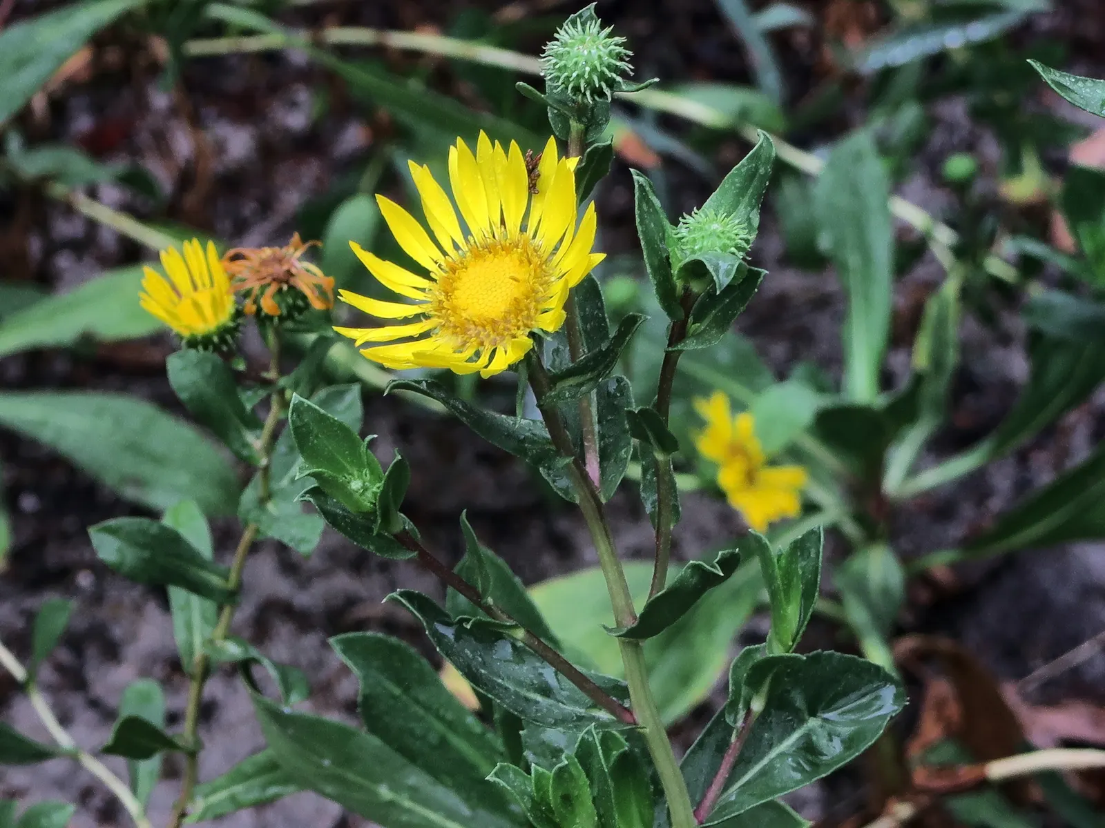 Coastal Gumweed (Grindelia stricta) — Growing 1-3 feet tall, it boasts bright yellow, daisy-like flowers from late spring to early fall; lanceolate leaves