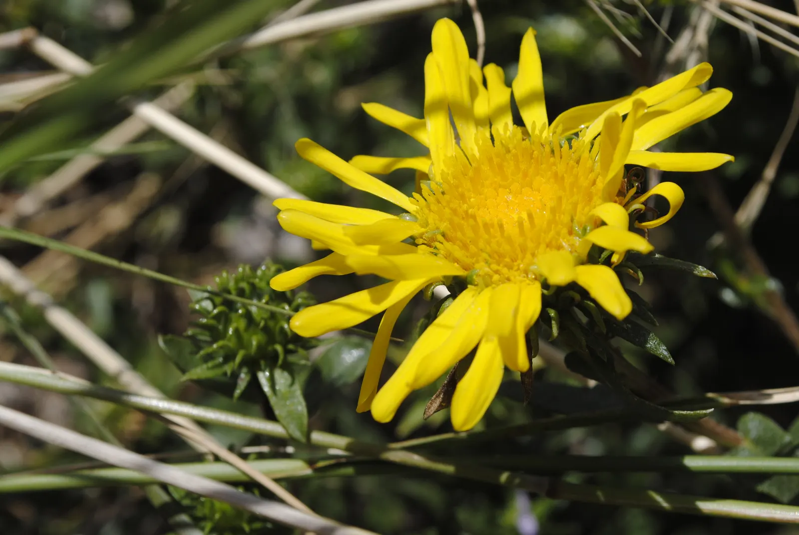 Coastal Gumweed (Grindelia stricta) — Regular watering can help young plants establish