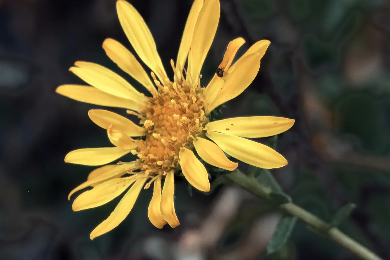Coastal Gumweed (Grindelia stricta) — perennial with yellow blooms