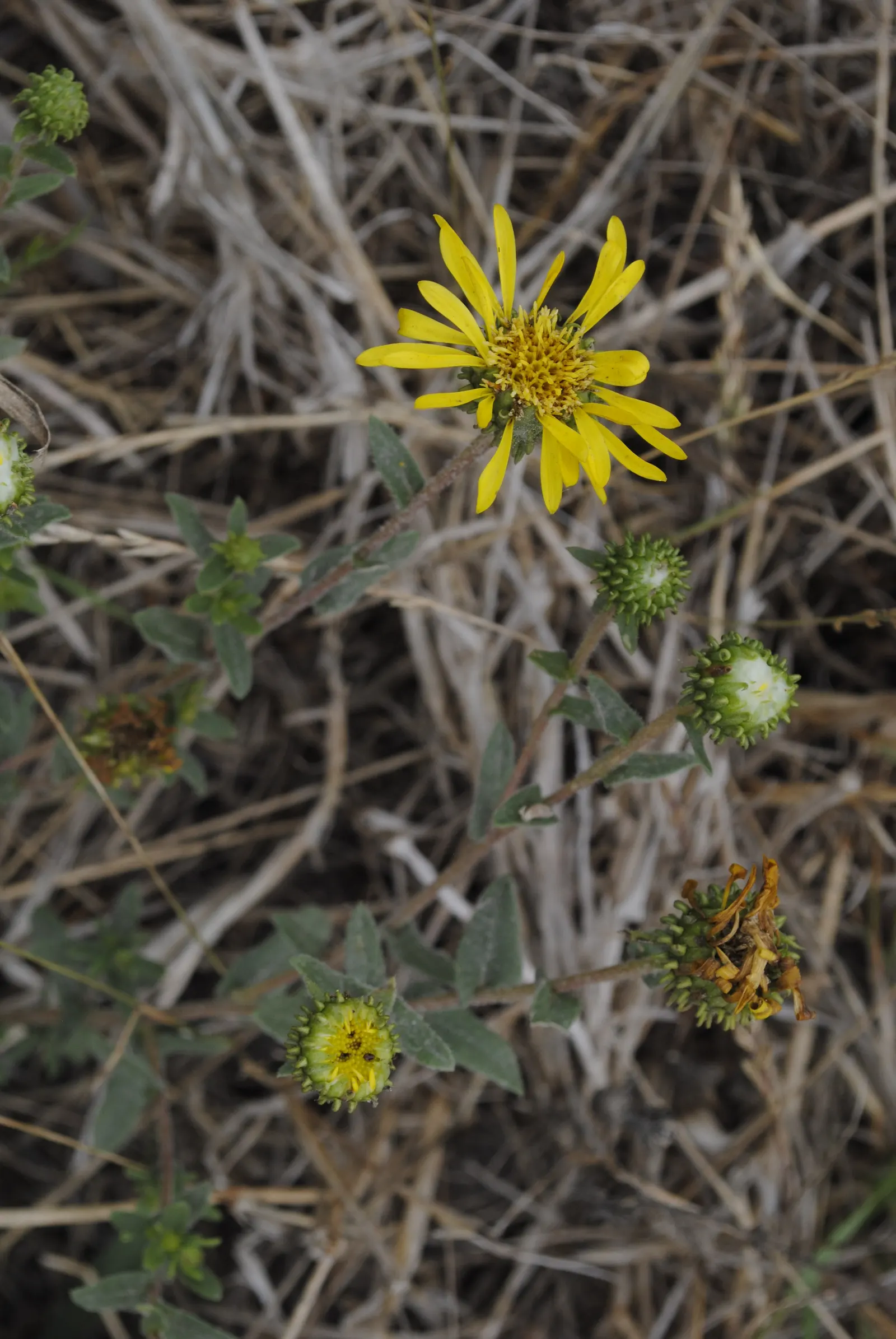 Coastal Gumweed (Grindelia stricta) — Coastal Gumweed requires minimal maintenance once established