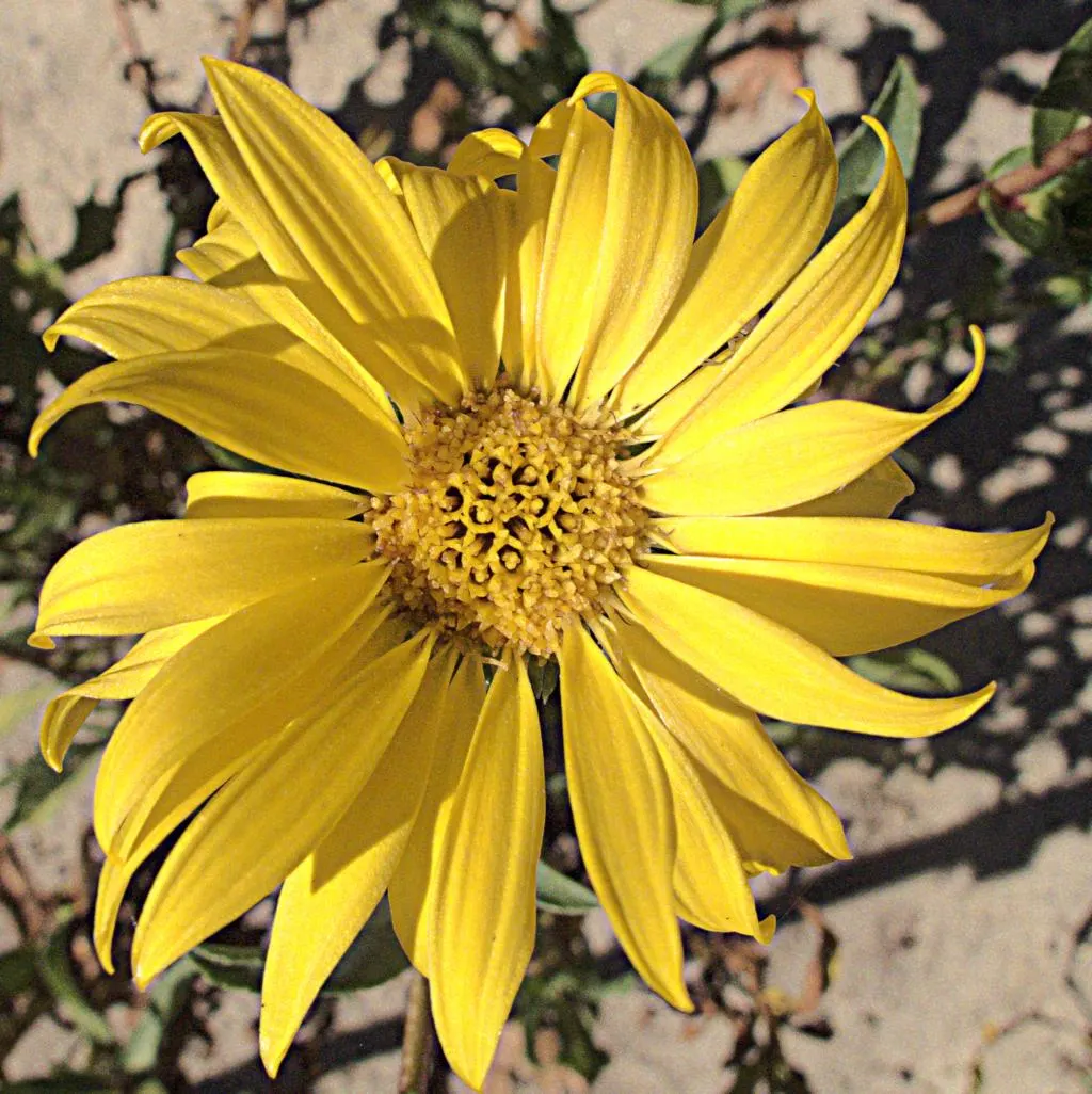 Coastal Gumweed (Grindelia stricta) — Perfect for xeriscaping and naturalistic seaside gardens; contributing to the plant's rugged, image 56