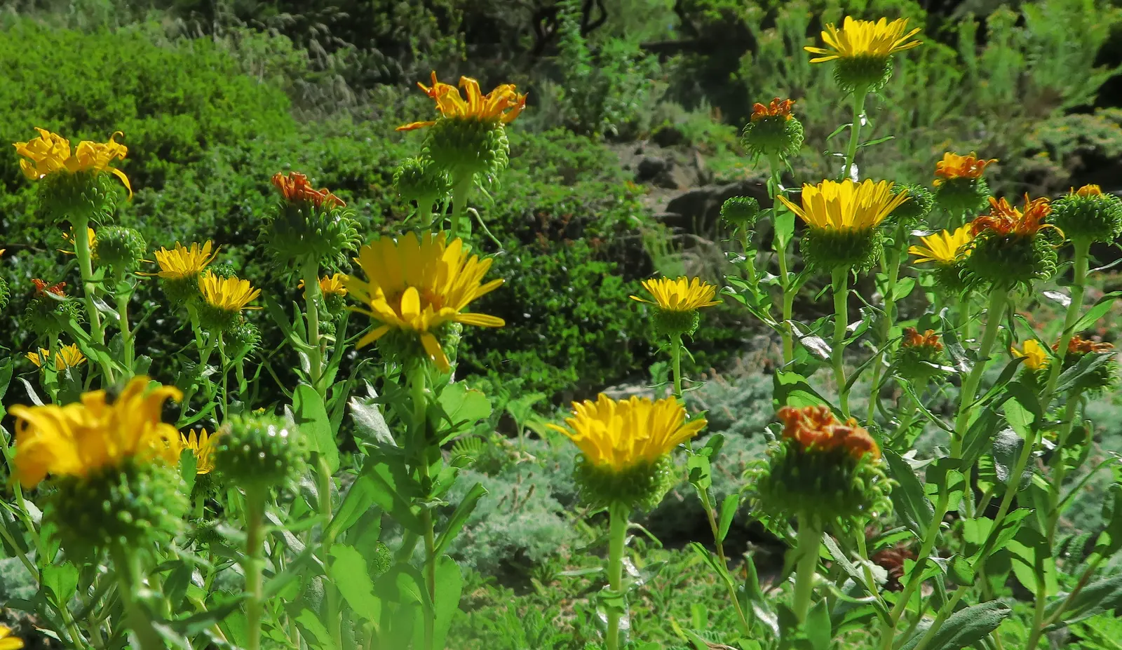 Coastal Gumweed (Grindelia stricta) — particularly thriving in USDA hardiness zones 7-10