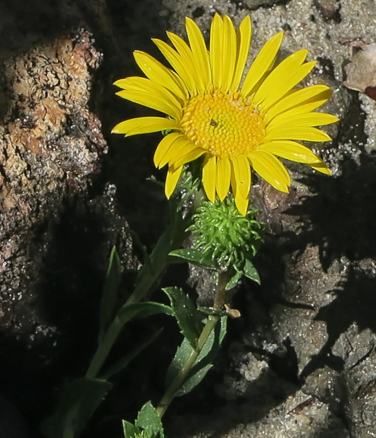 Coastal Gumweed (Grindelia stricta) — scientifically termed Grindelia stricta