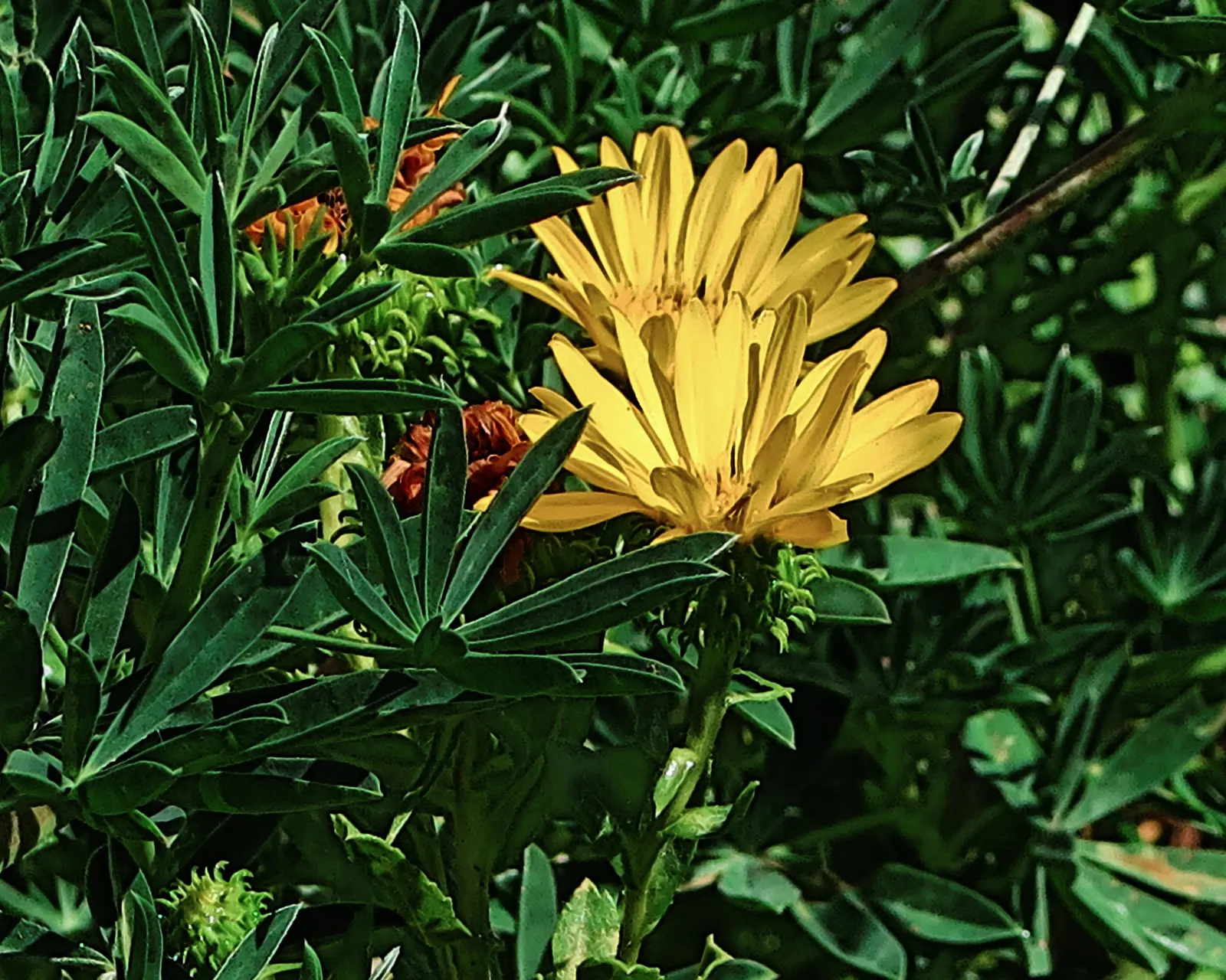Coastal Gumweed (Grindelia stricta) — drought-tolerant plant adds vibrant color to coastal landscapes and is excellent for wildlife attraction