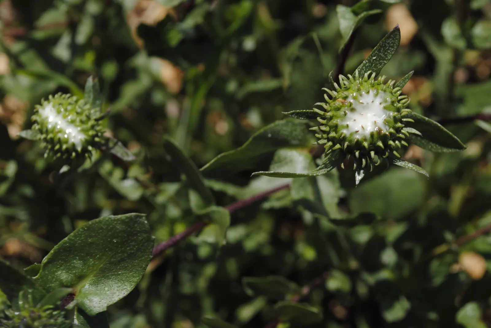 Coastal Gumweed (Grindelia stricta) — These leaves possess a deep green hue and may exhibit toothed edges