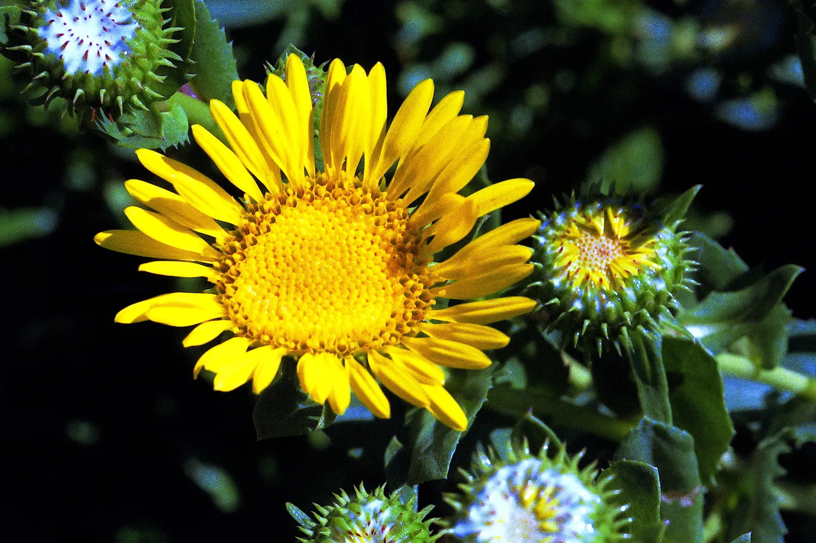 Coastal Gumweed (Grindelia stricta) — drought-tolerant plant adds vibrant color to coastal landscapes and is excellent for wildlife attraction; perennial for